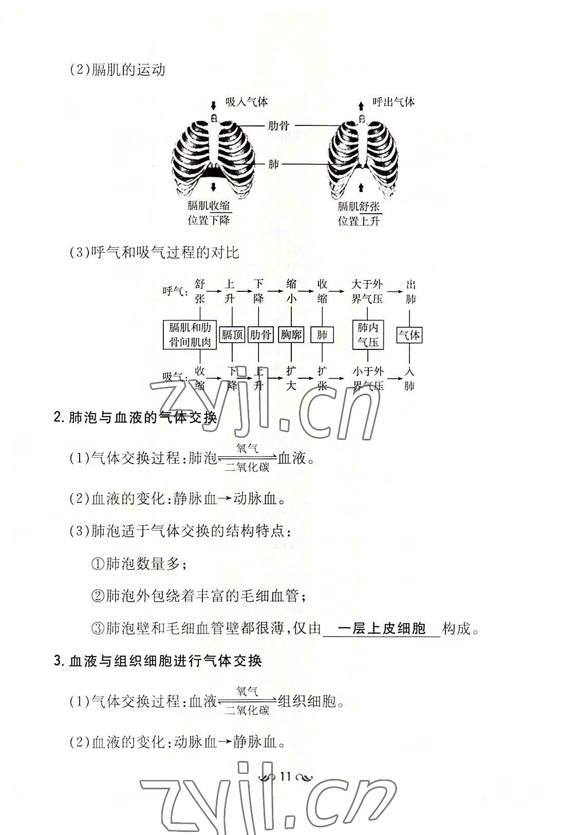 2022年初中同步學(xué)習(xí)導(dǎo)與練導(dǎo)學(xué)探究案七年級生物下冊人教版云南專版 參考答案第11頁