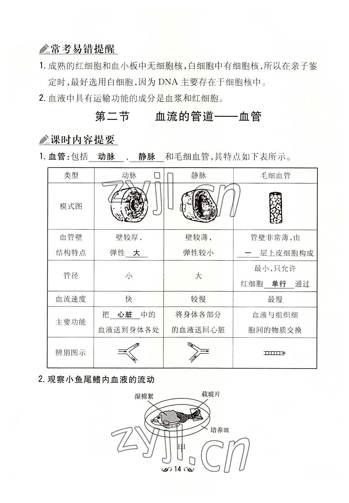 2022年初中同步學(xué)習(xí)導(dǎo)與練導(dǎo)學(xué)探究案七年級生物下冊人教版云南專版 參考答案第14頁