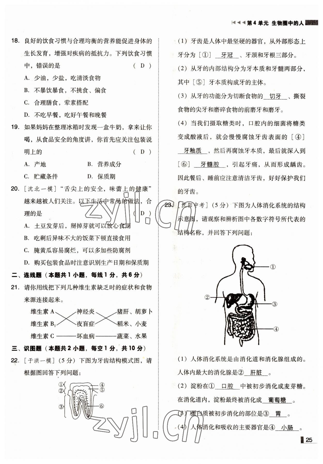 2022年遼寧作業(yè)分層培優(yōu)學(xué)案七年級(jí)生物下冊(cè)蘇教版 參考答案第25頁(yè)