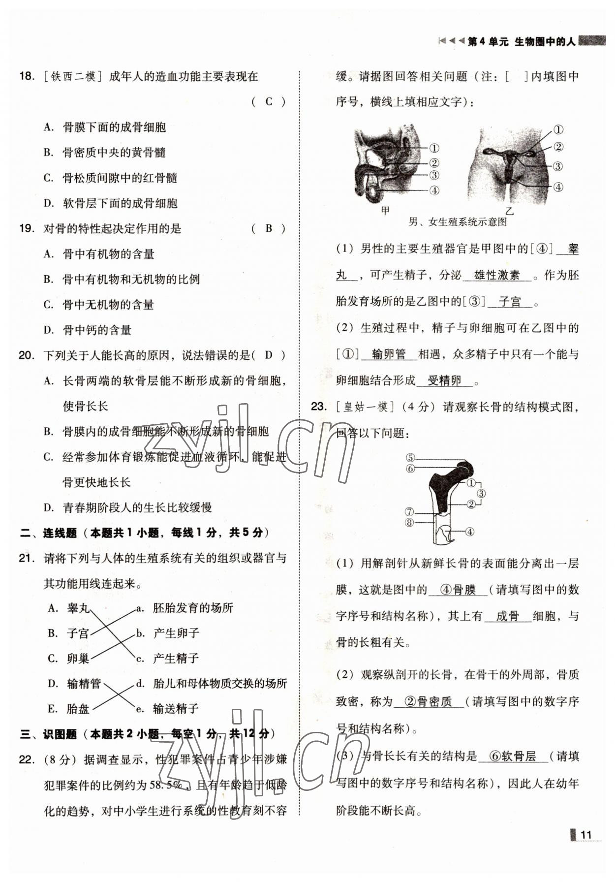 2022年遼寧作業(yè)分層培優(yōu)學(xué)案七年級(jí)生物下冊(cè)蘇教版 參考答案第11頁(yè)