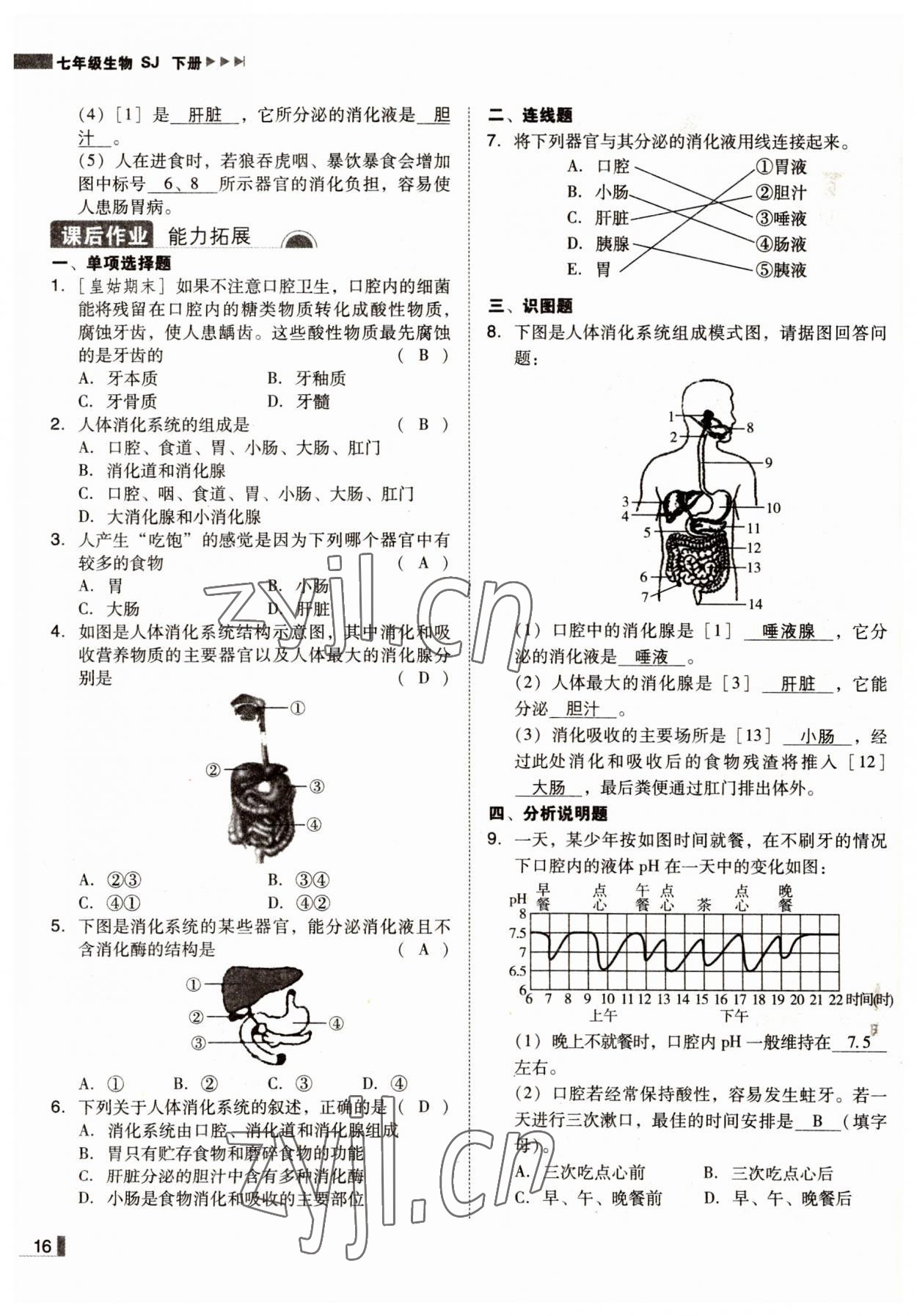 2022年遼寧作業(yè)分層培優(yōu)學(xué)案七年級生物下冊蘇教版 參考答案第16頁