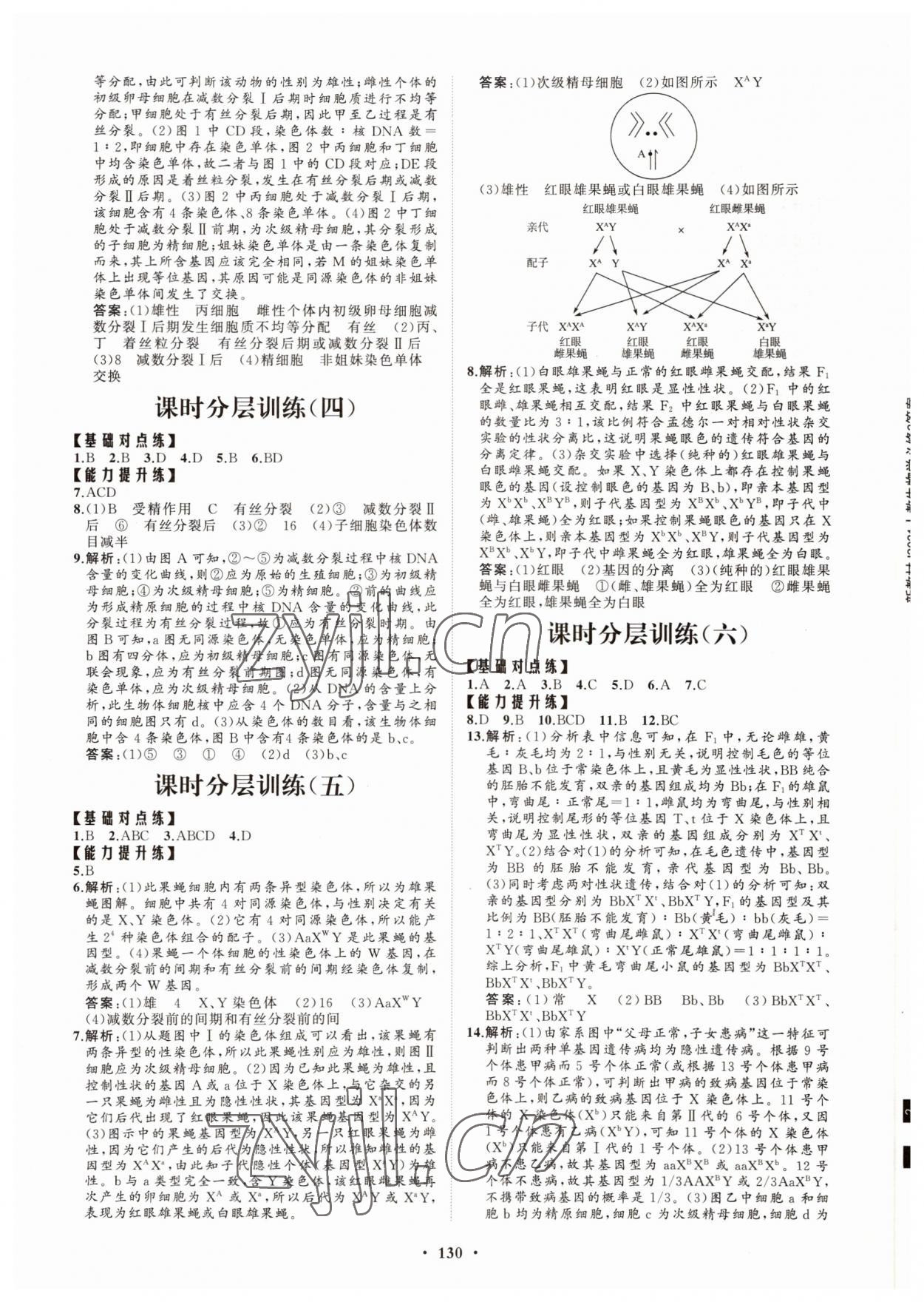 2022年高中同步練習(xí)冊(cè)分層檢測卷生物必修2人教版 參考答案第2頁