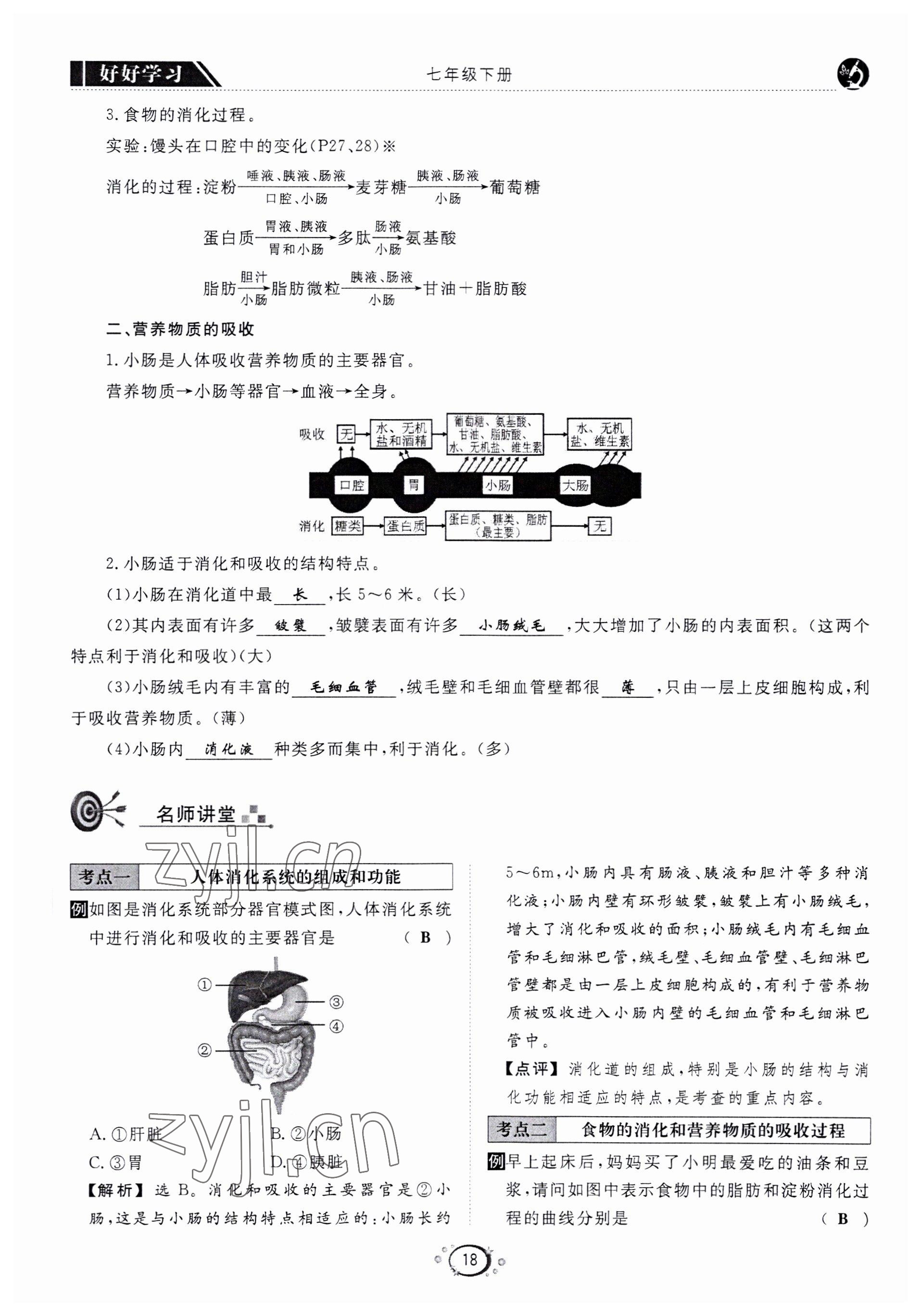 2022年好好學(xué)習(xí)同步訓(xùn)練七年級(jí)生物下冊(cè)人教版 第21頁(yè)