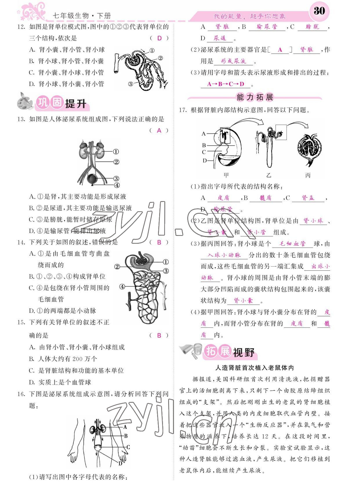 2022年課堂點睛七年級生物下冊北師大版 參考答案第30頁