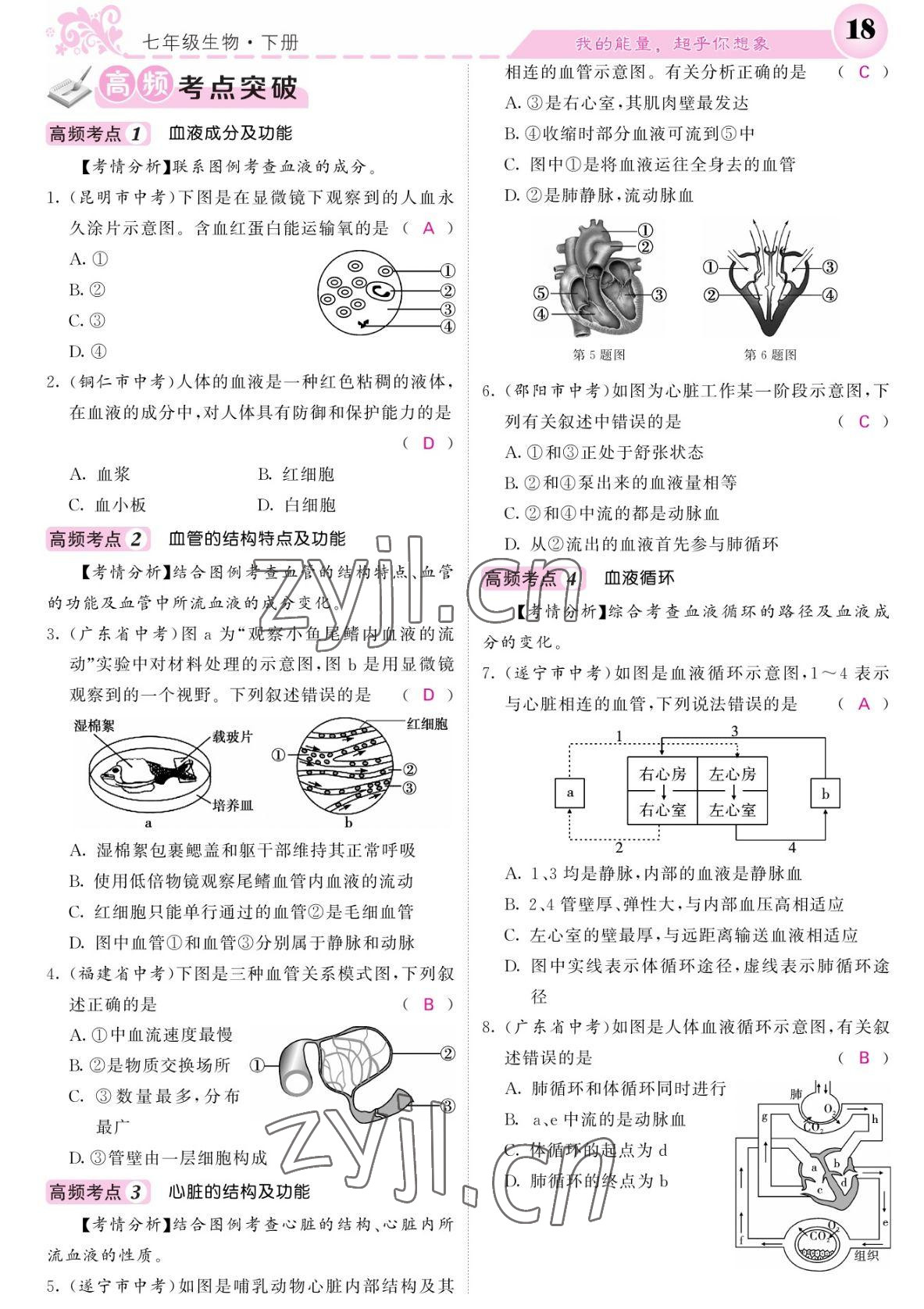 2022年課堂點(diǎn)睛七年級(jí)生物下冊(cè)北師大版 參考答案第18頁(yè)