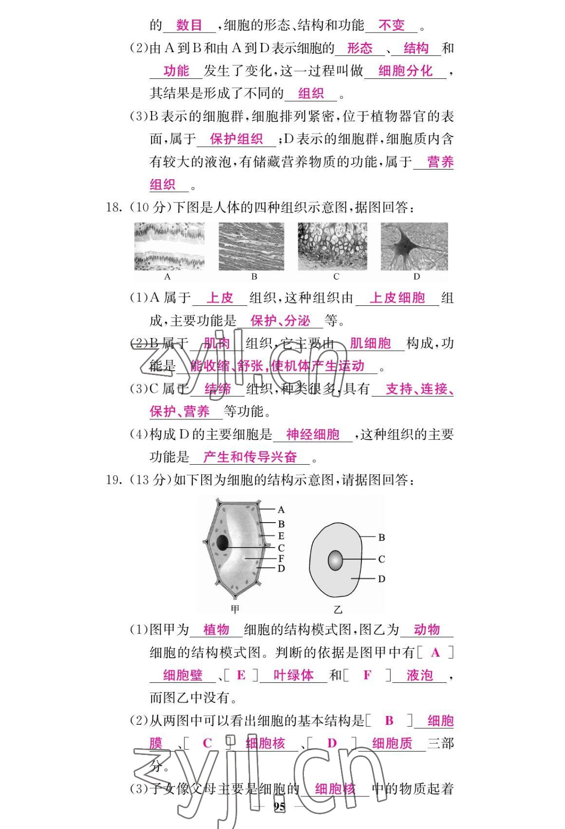 2022年课堂点睛七年级生物上册人教版 参考答案第11页