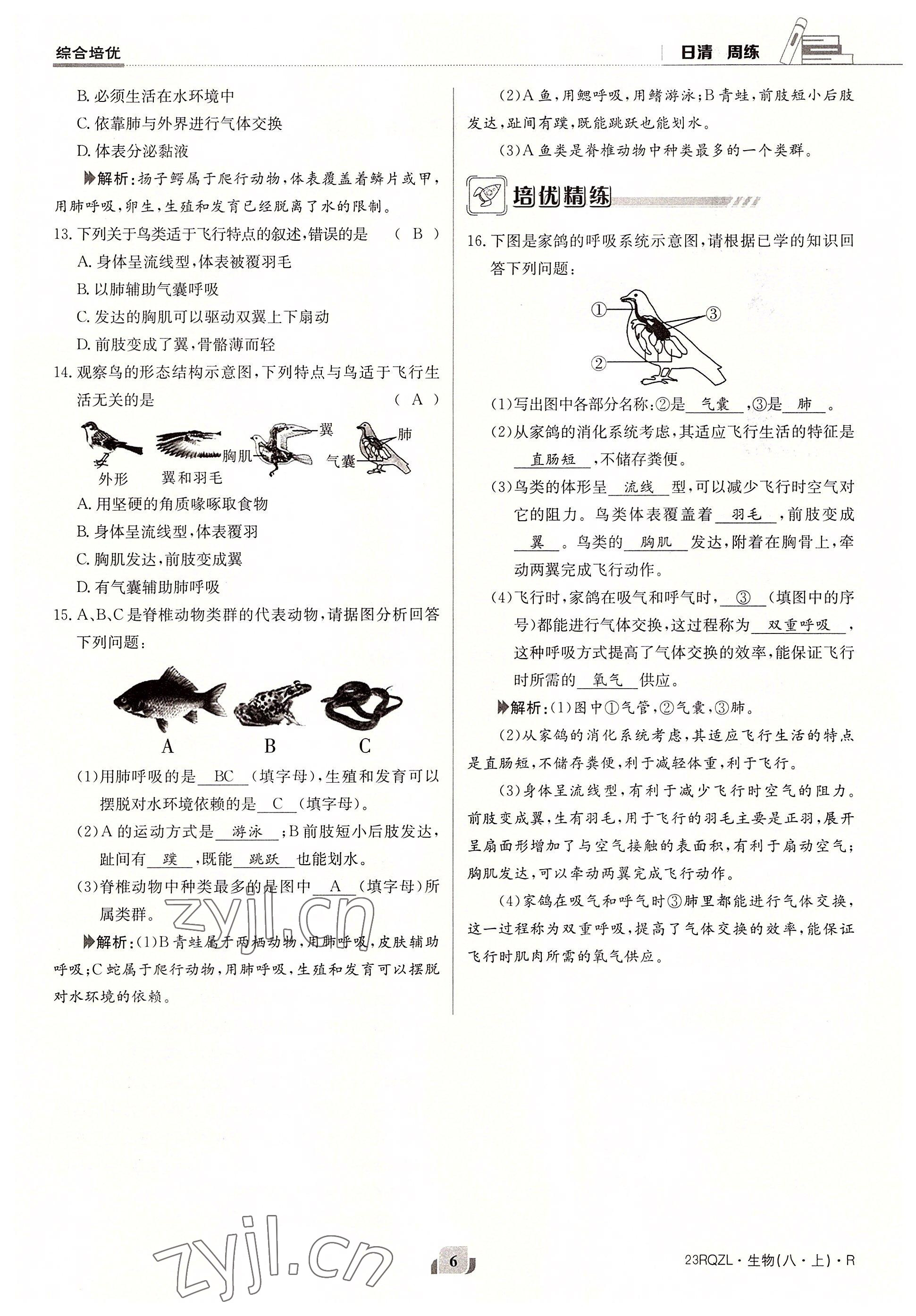 2022年日清周練八年級(jí)生物上冊(cè)人教版 參考答案第6頁(yè)