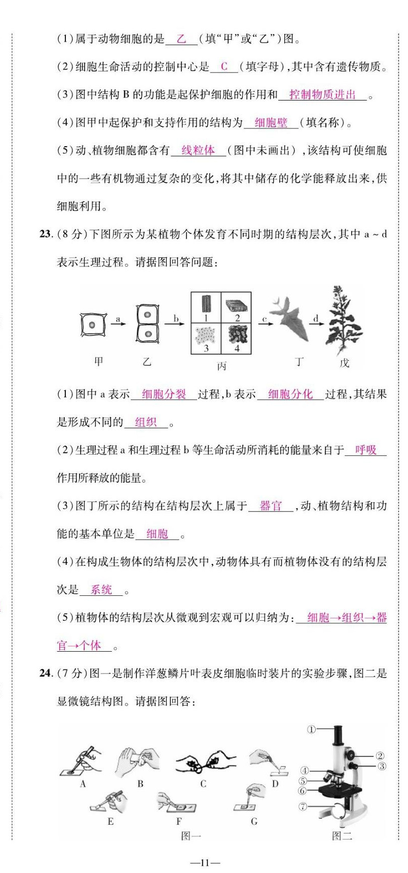 2022年我的作業(yè)七年級(jí)生物上冊(cè)蘇教版 第11頁(yè)