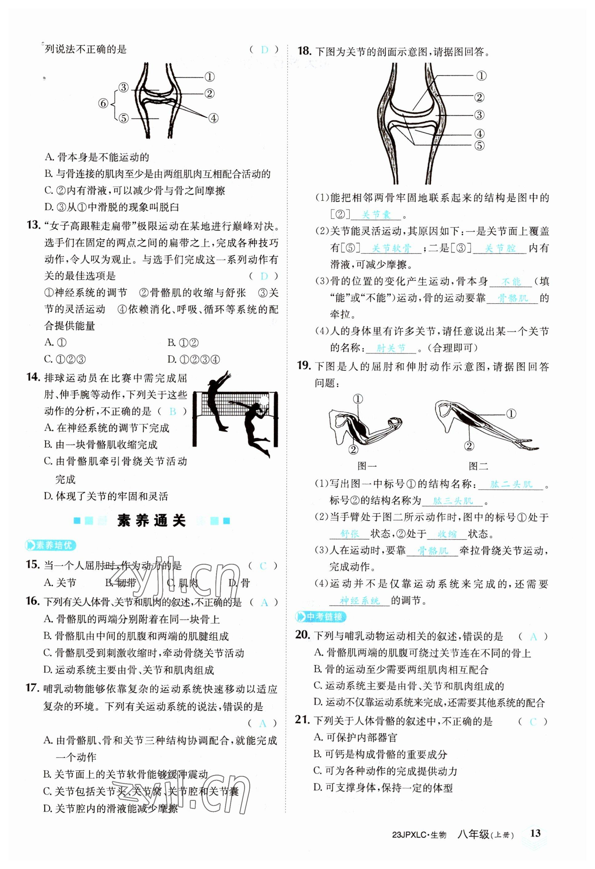 2022年金牌學(xué)練測(cè)八年級(jí)生物上冊(cè)人教版 參考答案第13頁(yè)