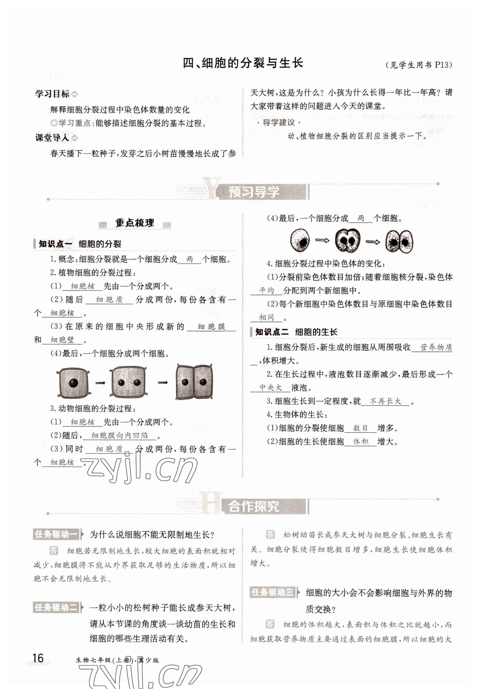 2022年三段六步導學案七年級生物上冊冀少版 參考答案第16頁