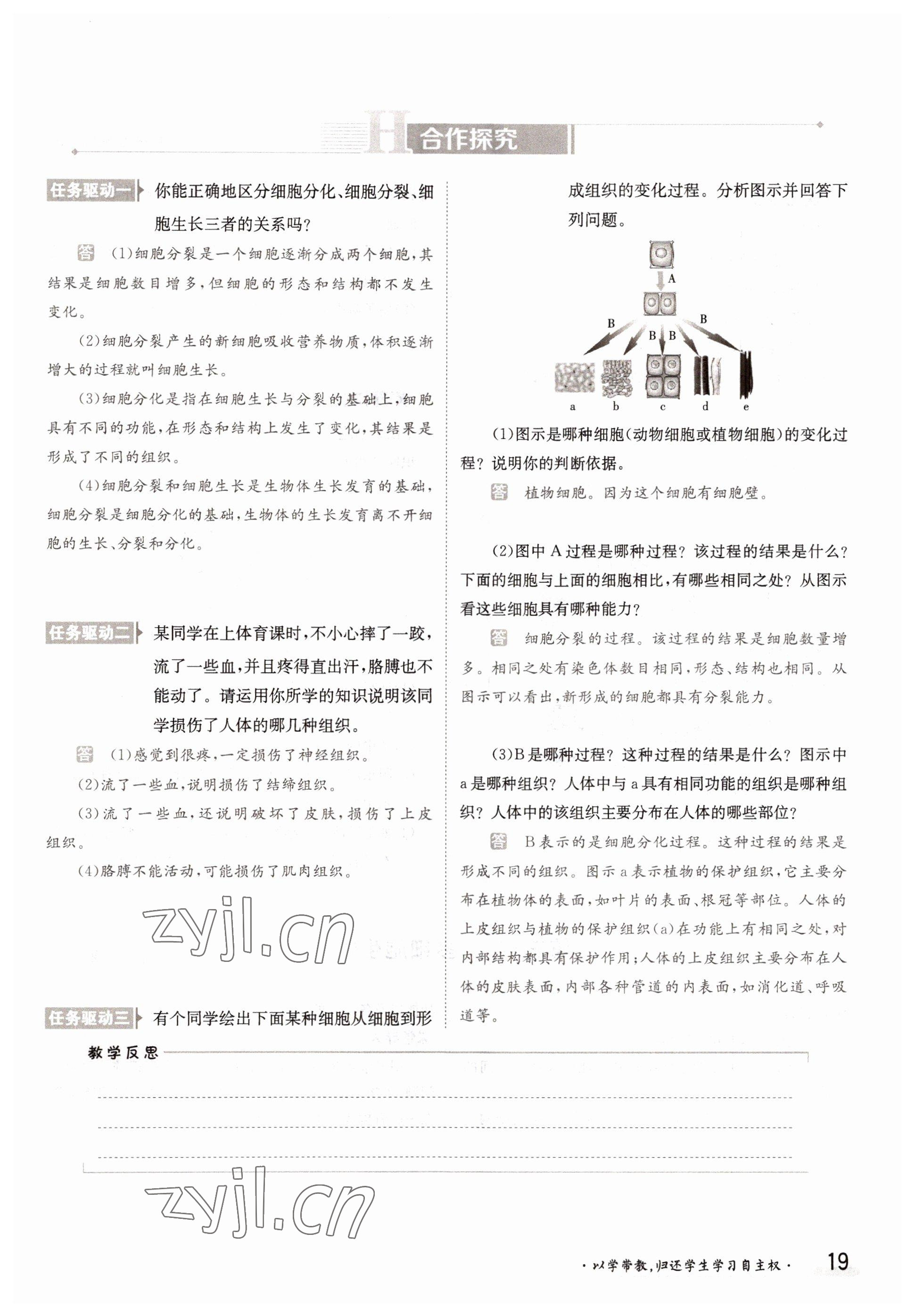 2022年金太陽分層作業本七年級生物上冊冀少版 參考答案第19頁