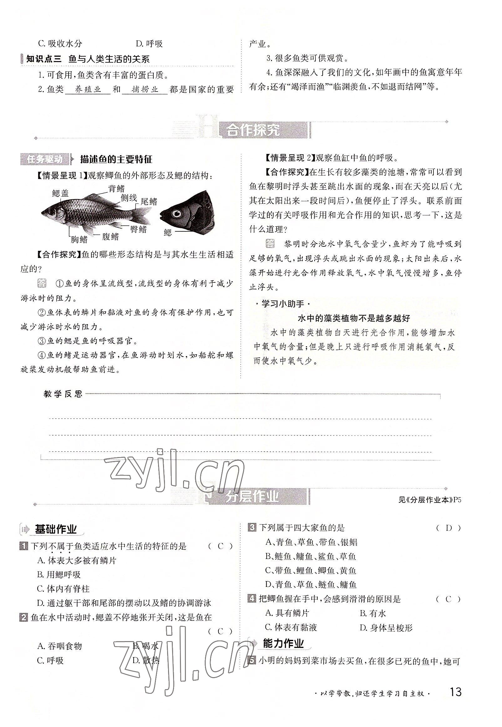 2022年金太陽(yáng)分層作業(yè)本八年級(jí)生物上冊(cè)人教版 參考答案第13頁(yè)
