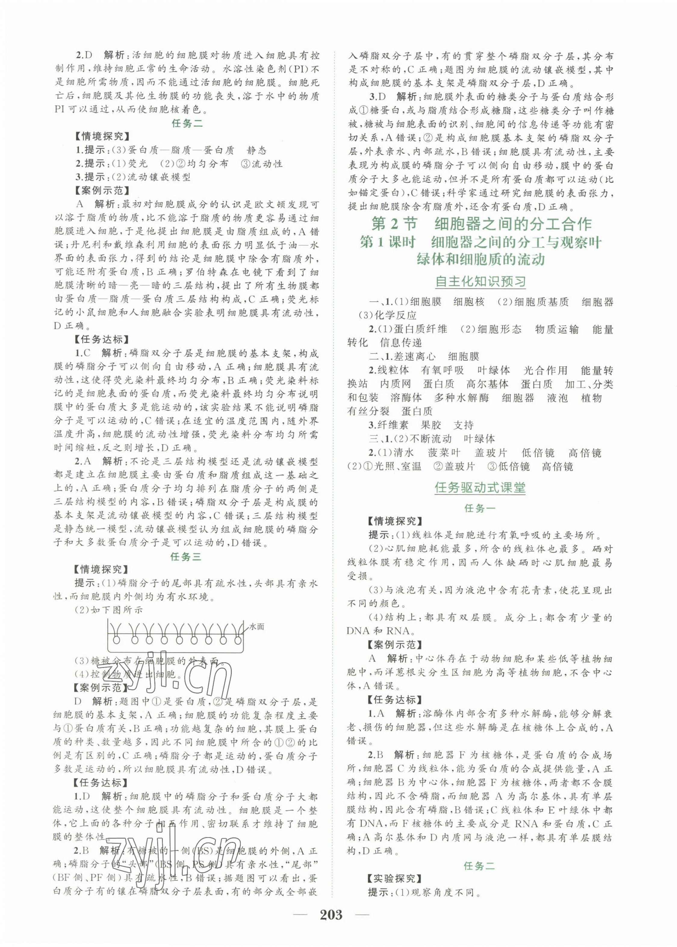 2022年點金訓(xùn)練精講巧練高中生物必修1人教版 參考答案第7頁