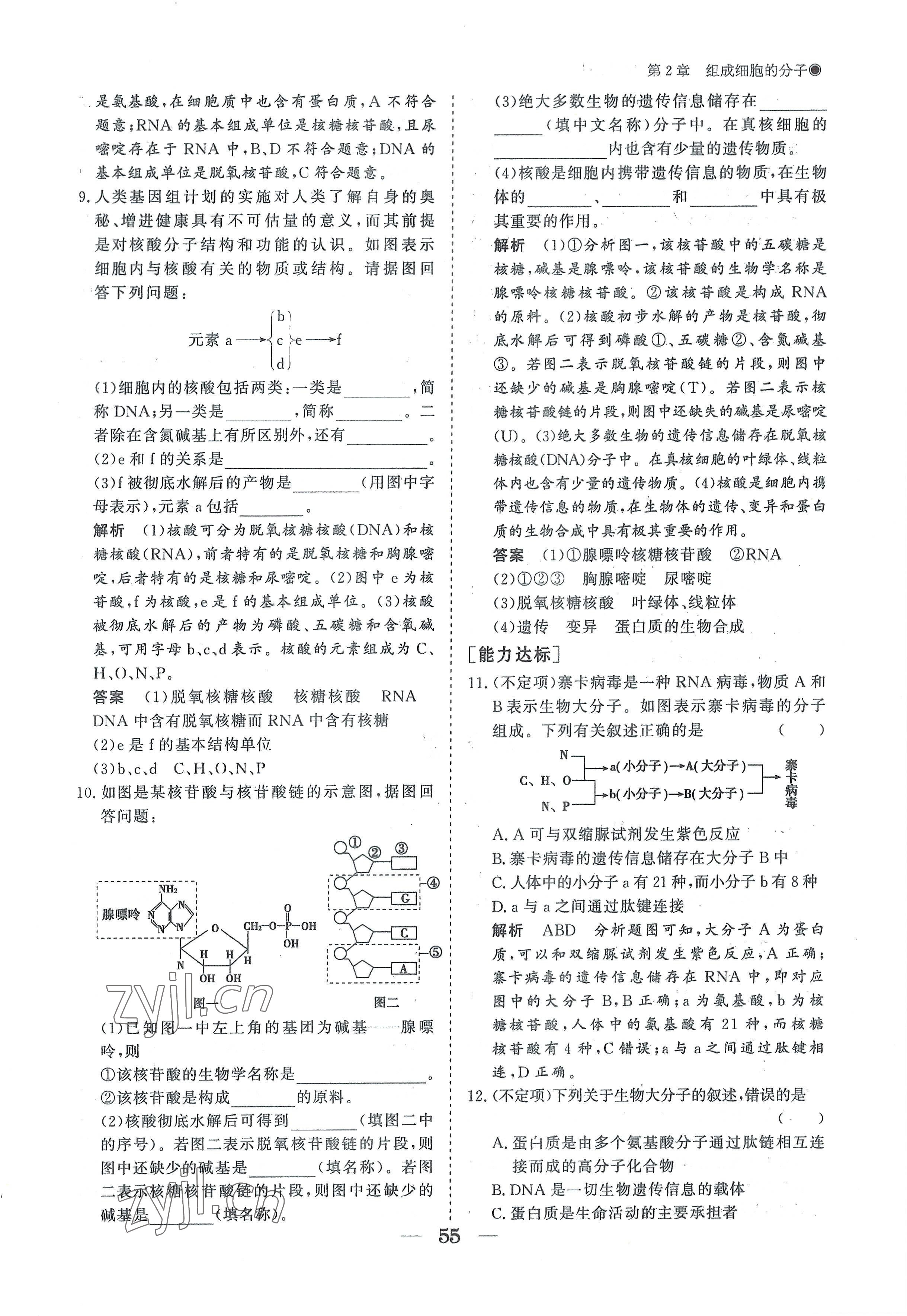 2022年高中導(dǎo)學(xué)測(cè)控優(yōu)化設(shè)計(jì)方案高中生物必修1人教版 參考答案第55頁(yè)