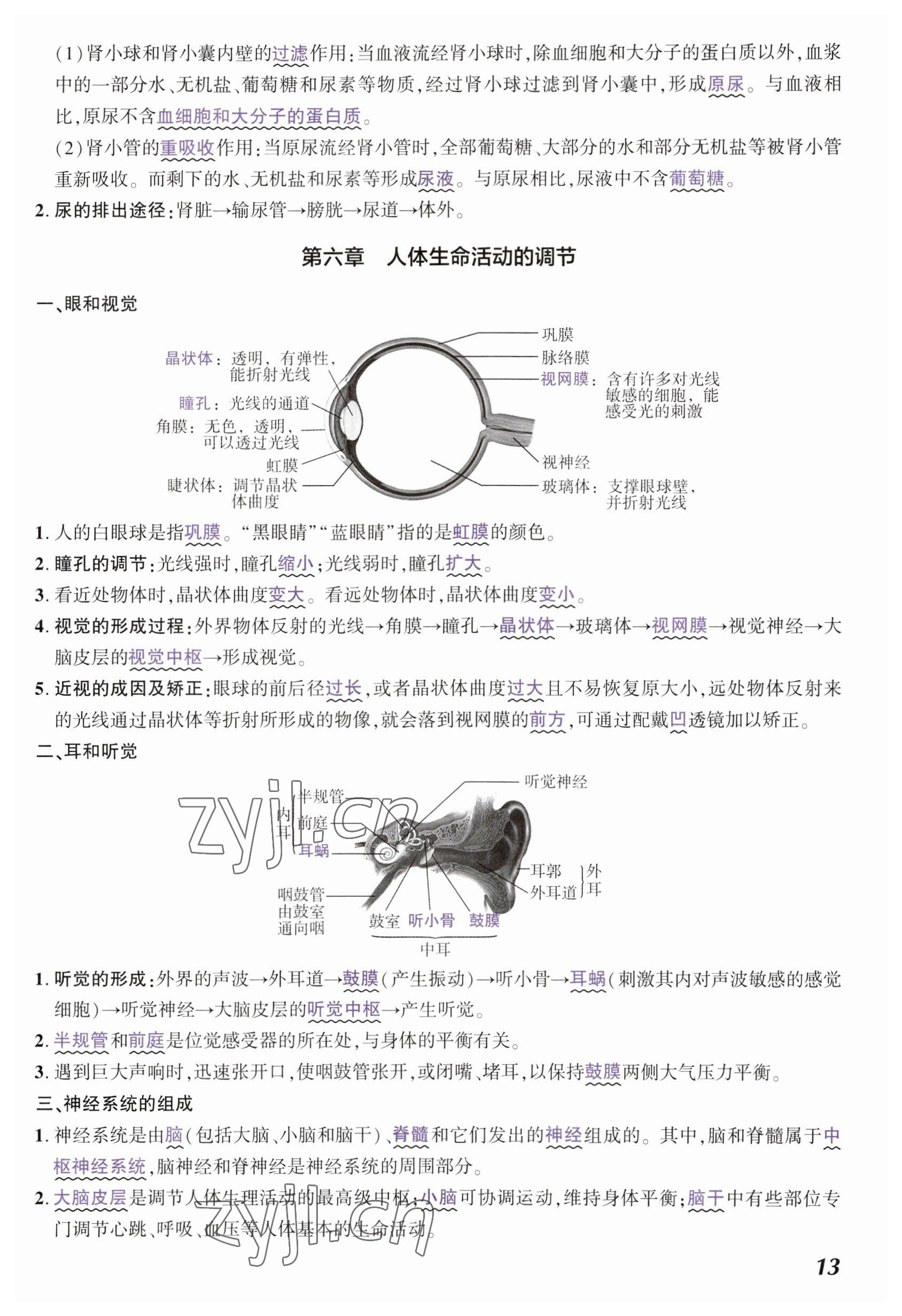 2023年中考通生物河南專版 參考答案第13頁