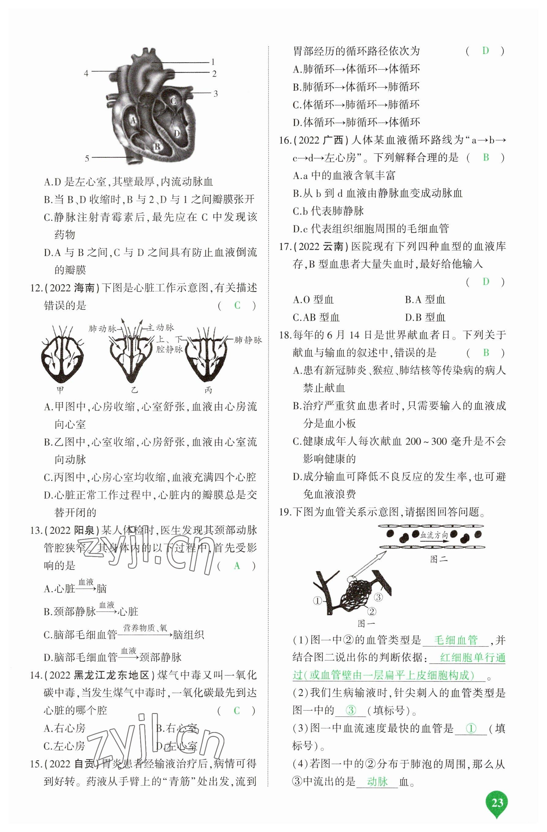 2023年河南中考第一輪總復(fù)習(xí)一本全生物 參考答案第23頁(yè)