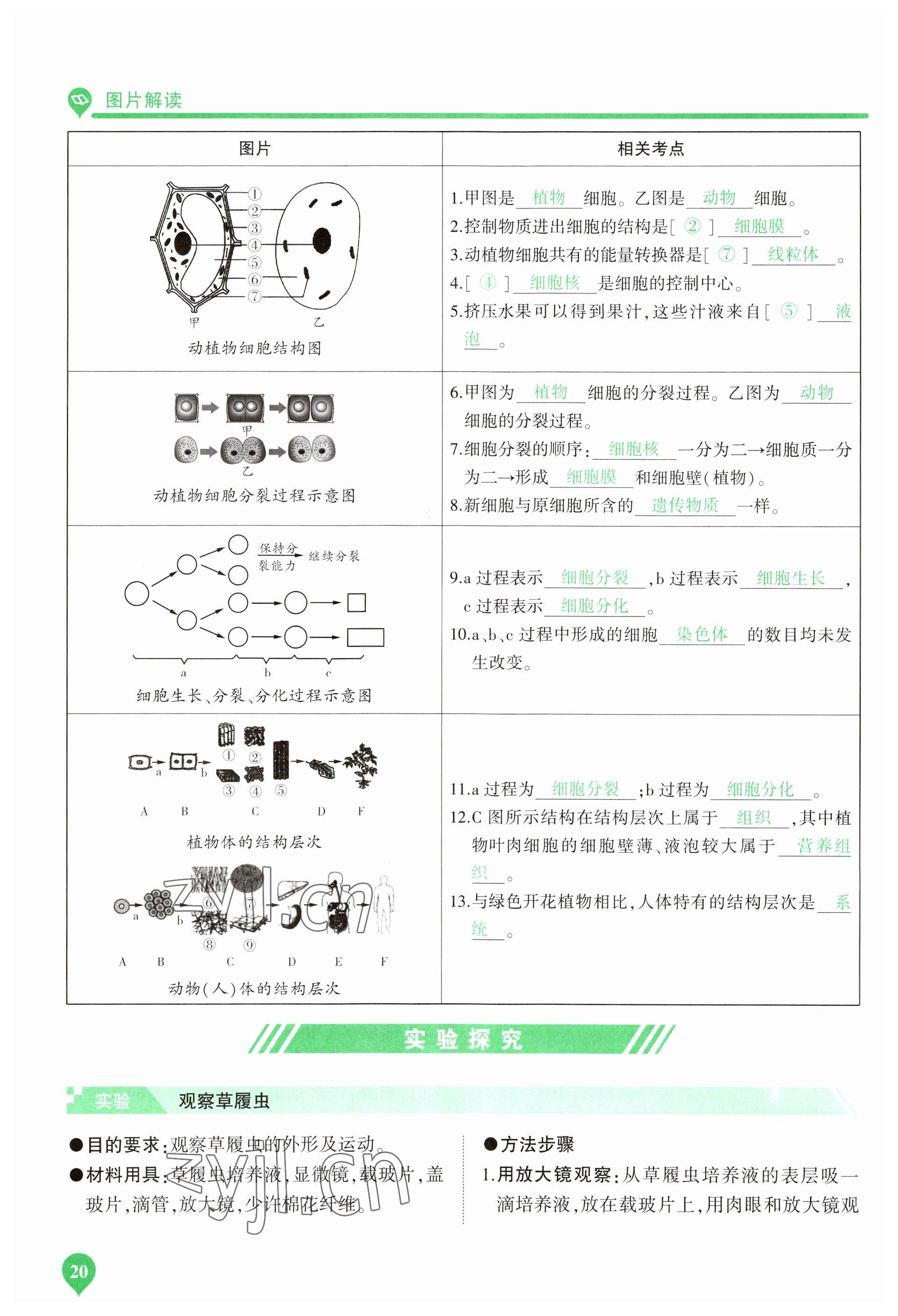 2023年河南中考第一輪總復(fù)習(xí)一本全生物 參考答案第20頁