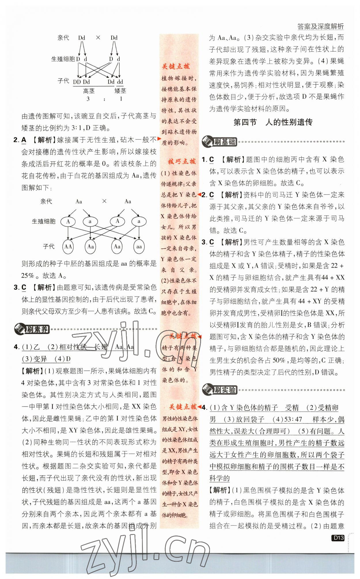 2023年初中必刷題八年級(jí)生物下冊(cè)人教版 第13頁(yè)