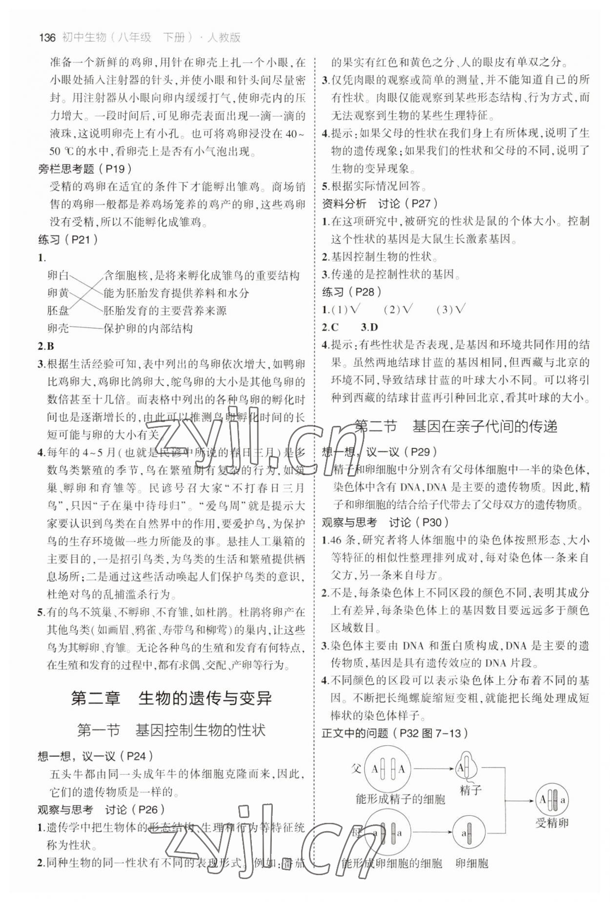 2023年教材課本八年級(jí)生物下冊(cè)人教版 參考答案第3頁(yè)