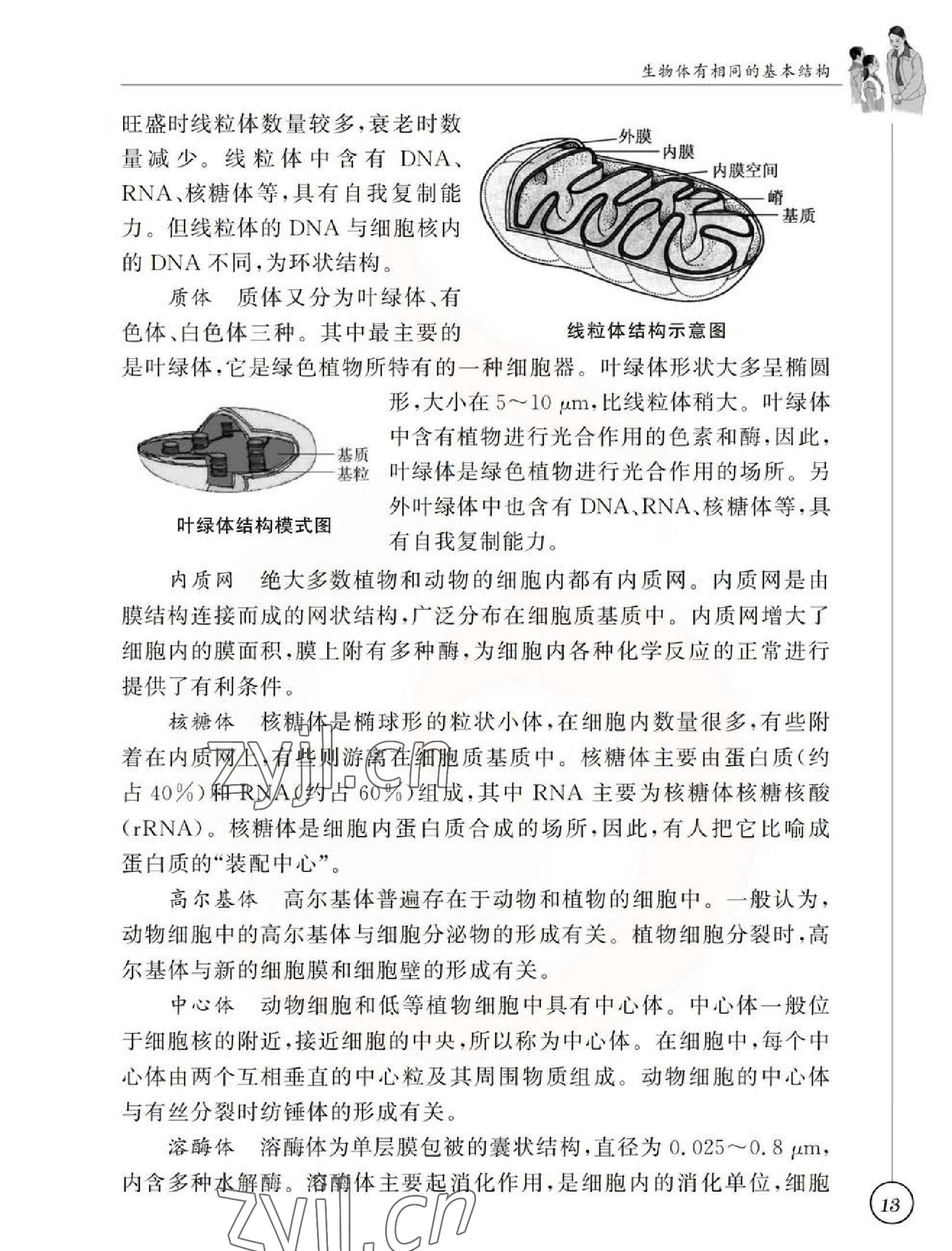 2023年教材課本七年級生物下冊蘇科版 參考答案第13頁