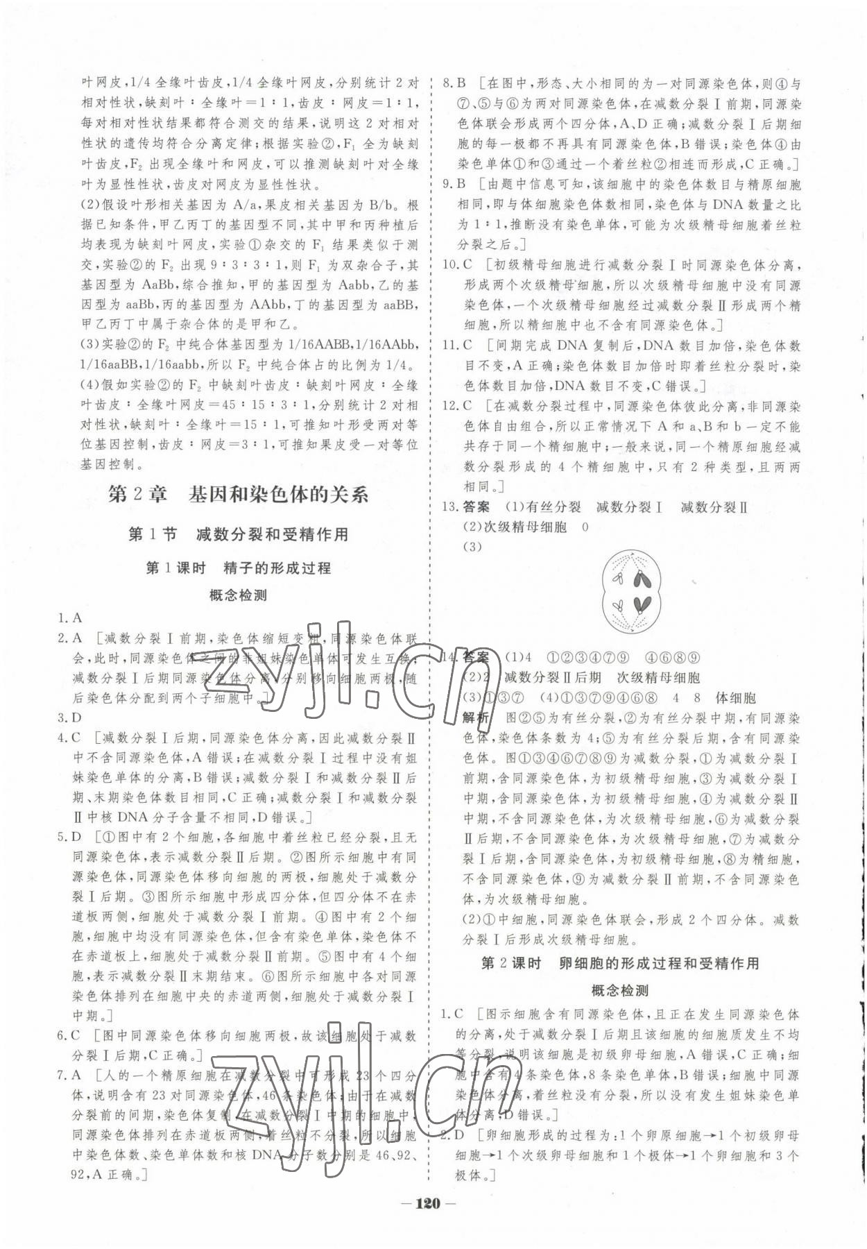 2023年高中新課程學習作業(yè)與測評高中生物必修2人教版 參考答案第11頁