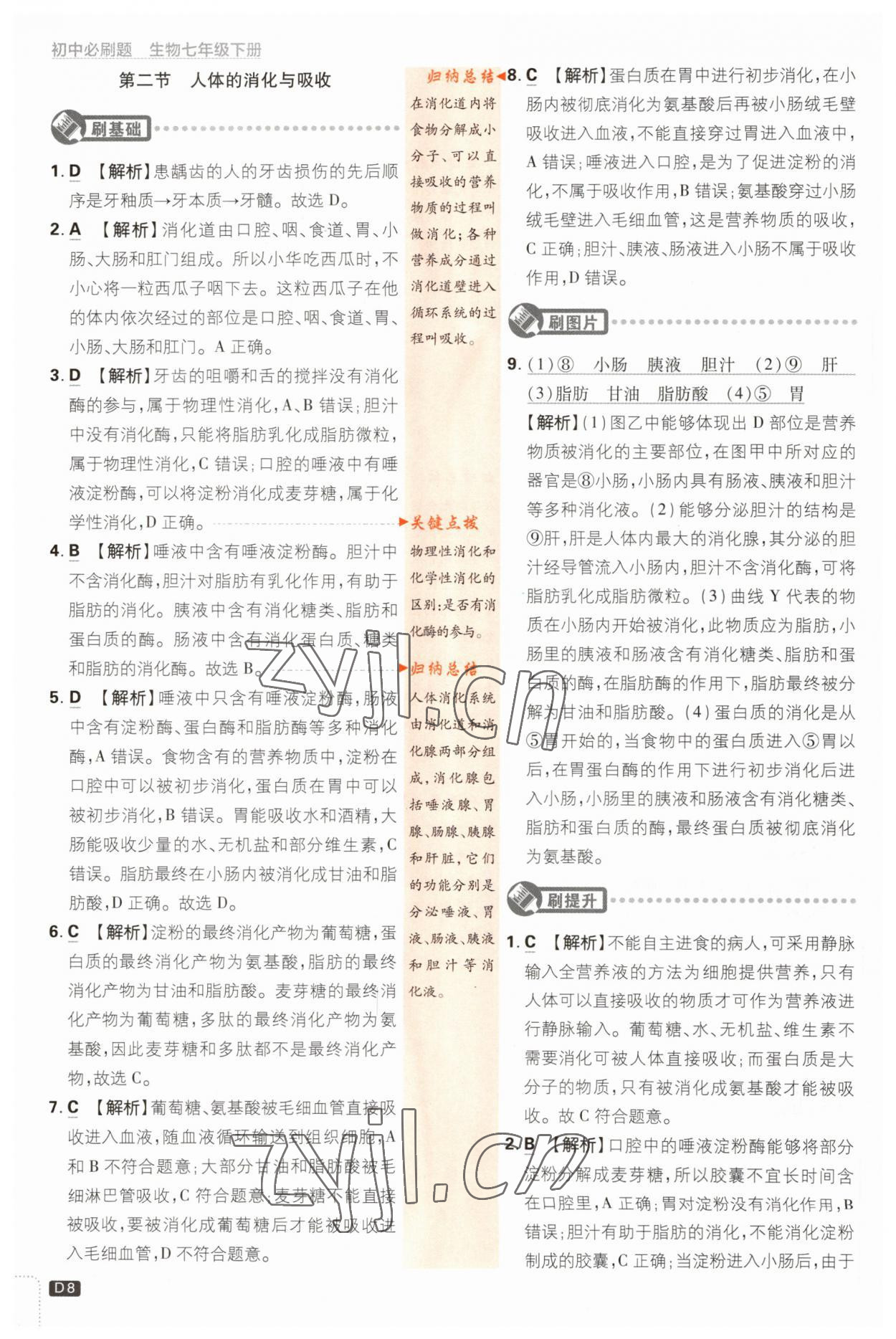 2023年初中必刷題七年級生物下冊蘇教版 參考答案第8頁