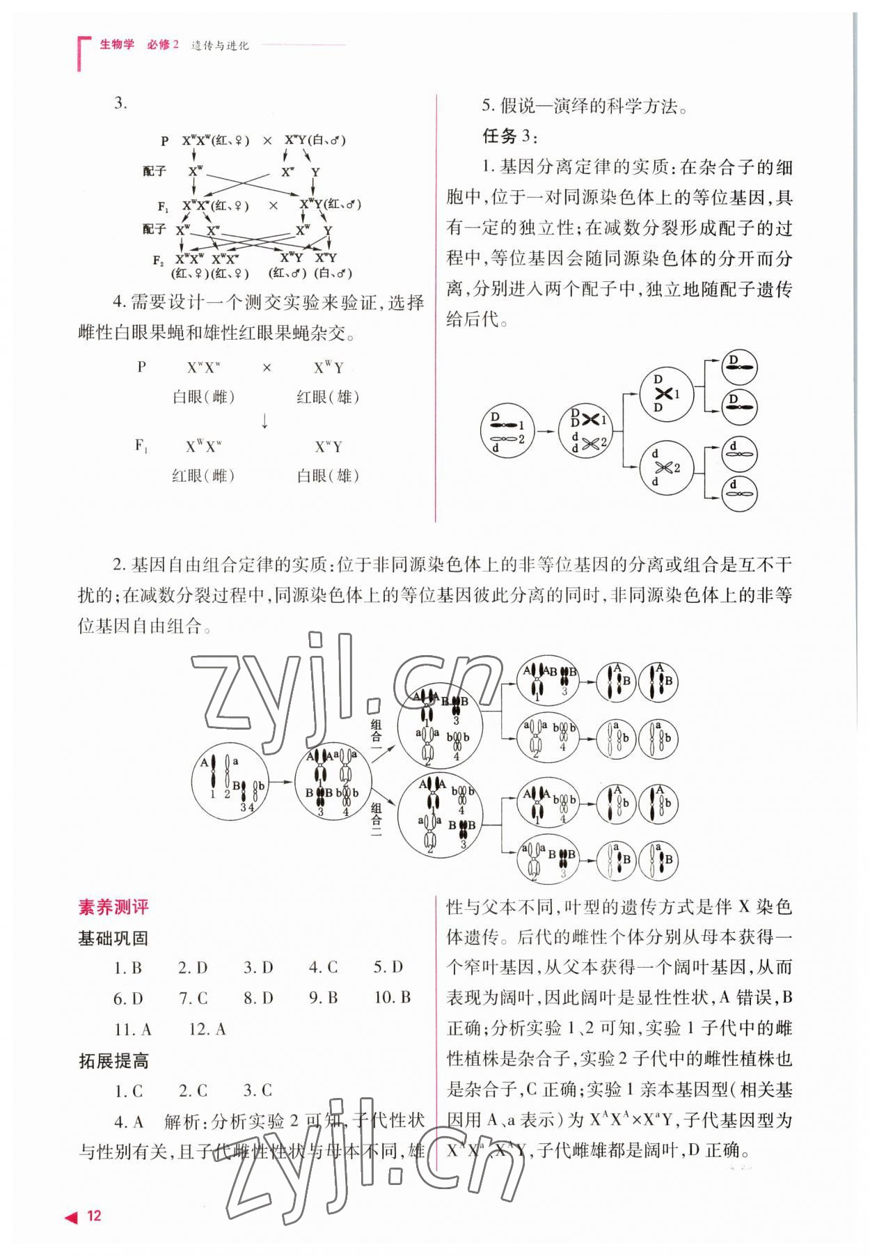 2023年普通高中新課程同步練習冊高中生物必修2人教版 參考答案第12頁