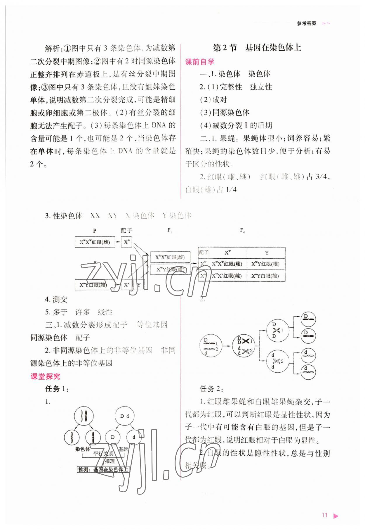 2023年普通高中新課程同步練習(xí)冊(cè)高中生物必修2人教版 參考答案第11頁(yè)