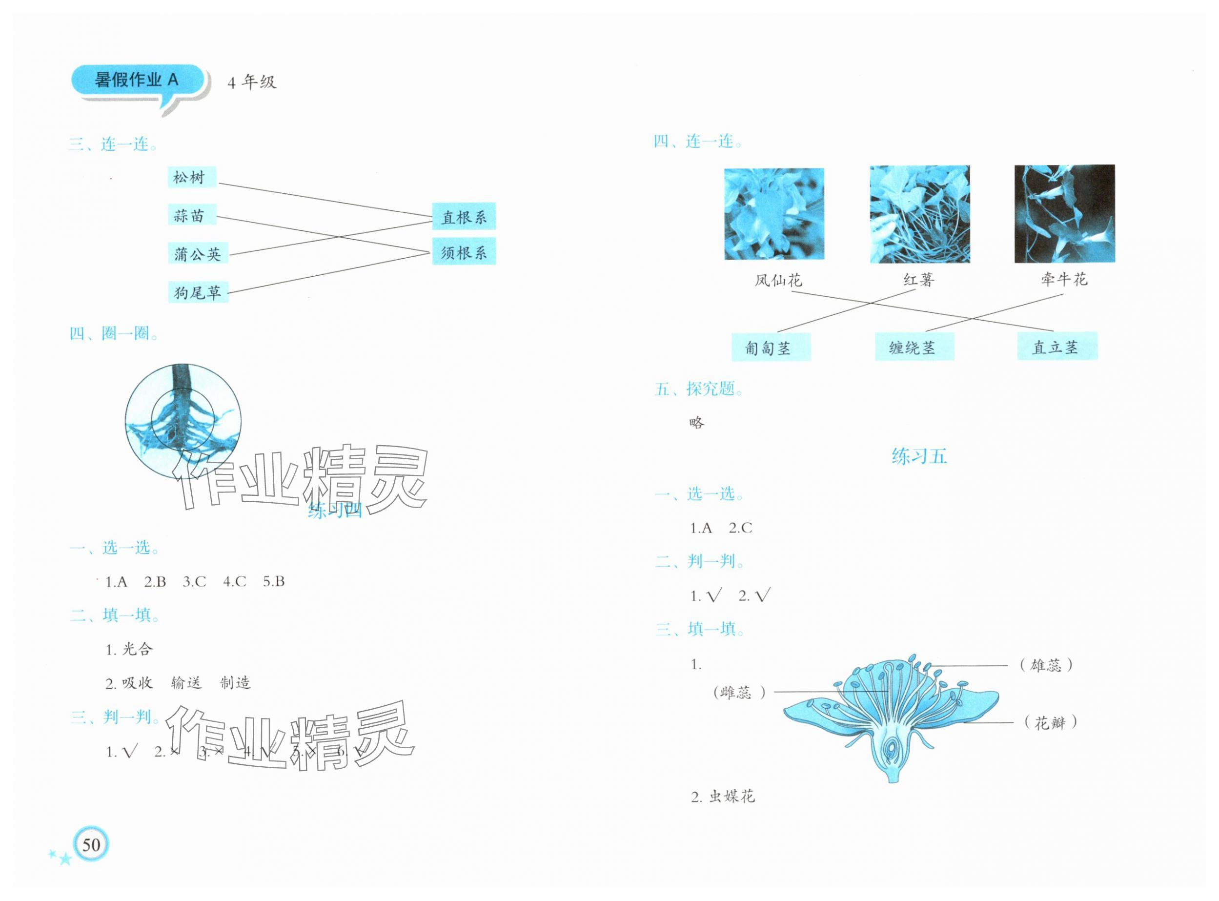 2025年暑假作业青岛出版社四年级科学教科版 第2页