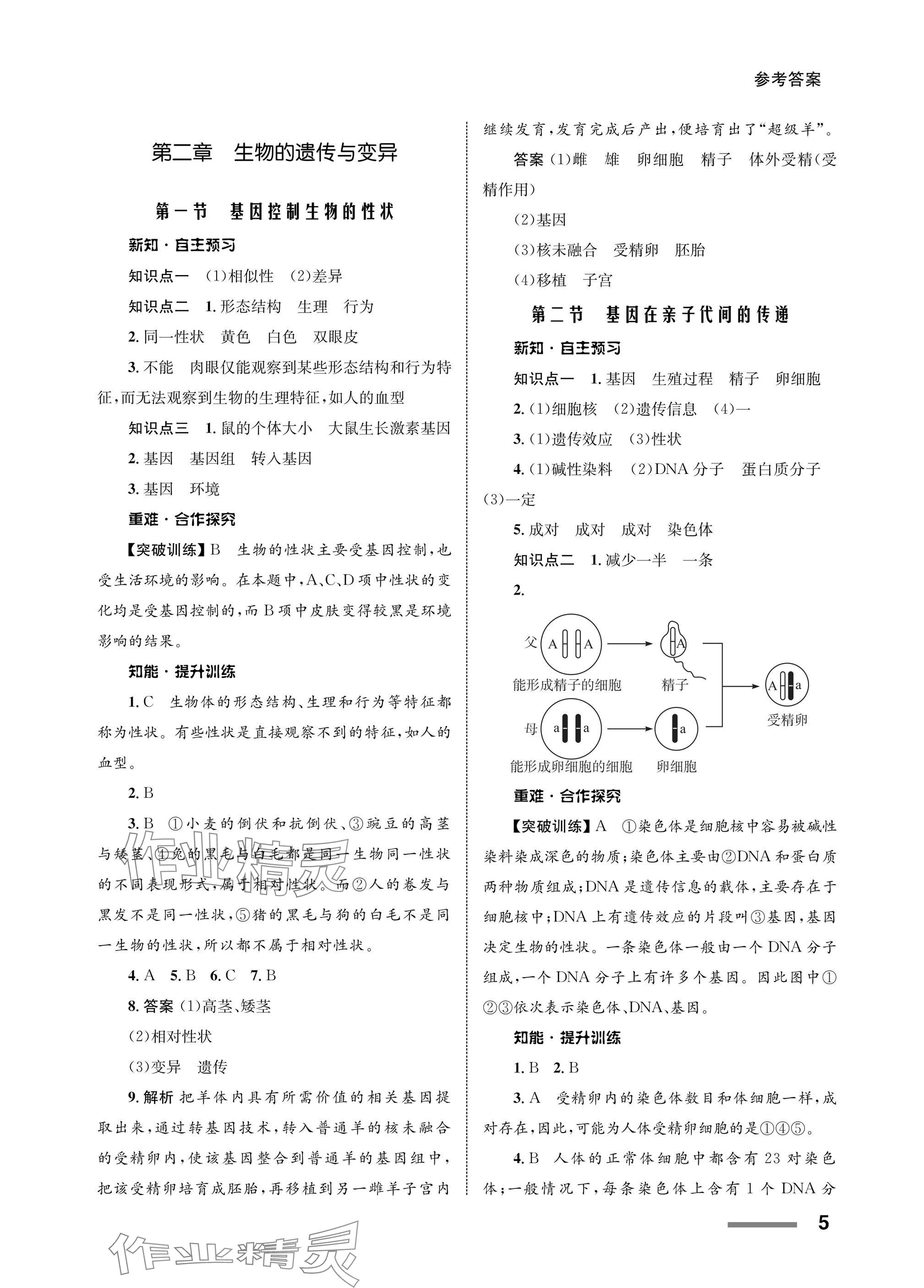 2025年配套綜合練習(xí)甘肅八年級(jí)生物下冊(cè)人教版 參考答案第5頁