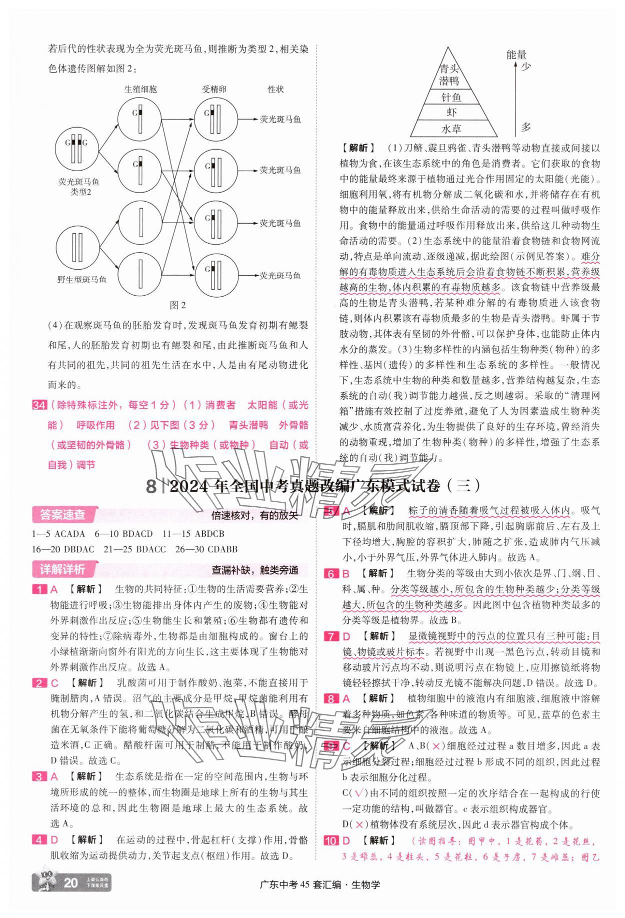 2025年金考卷45套匯編生物廣東專(zhuān)版 第20頁(yè)