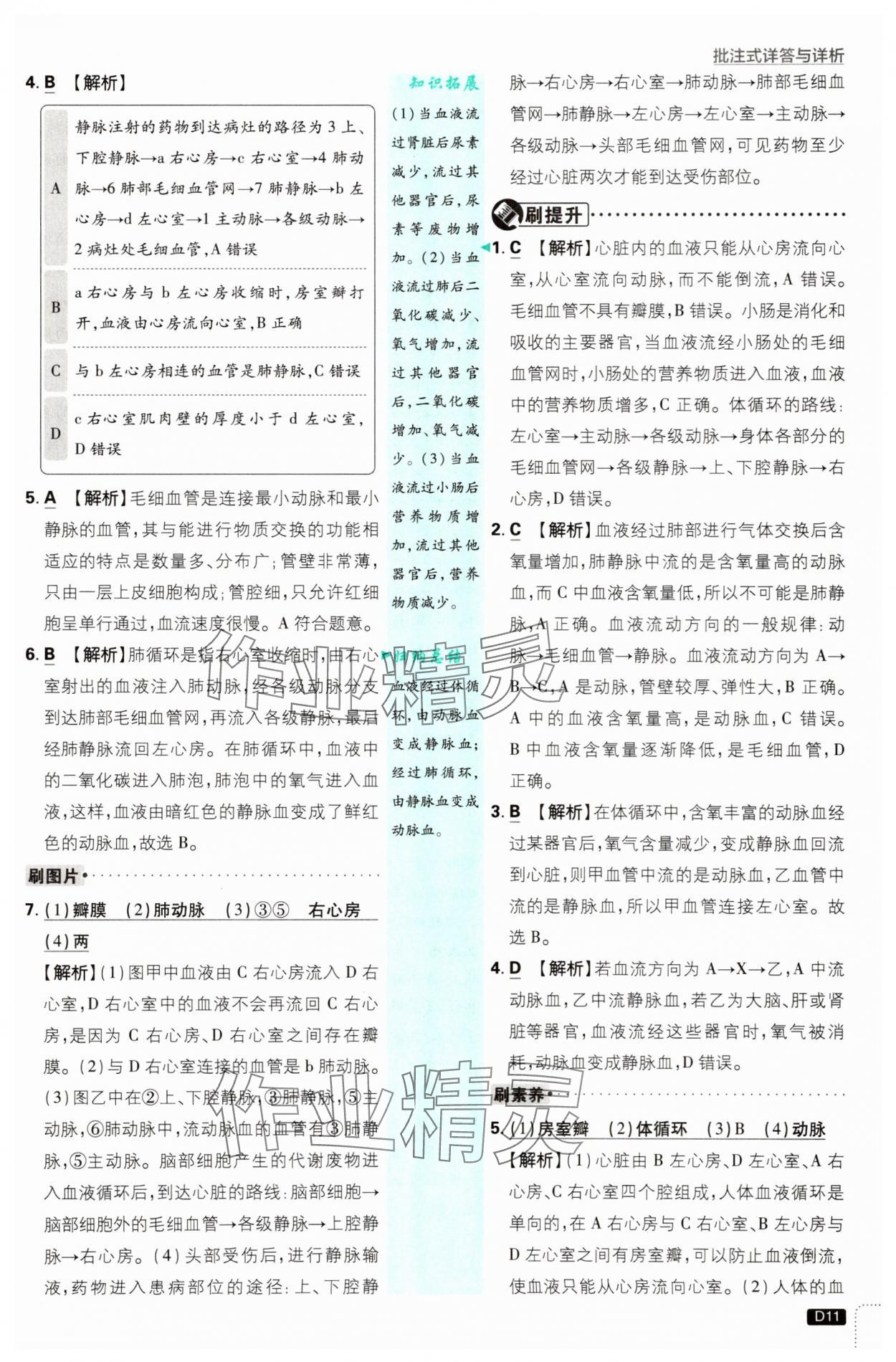 2025年初中必刷题八年级生物上册苏教版&nbsp;第11页