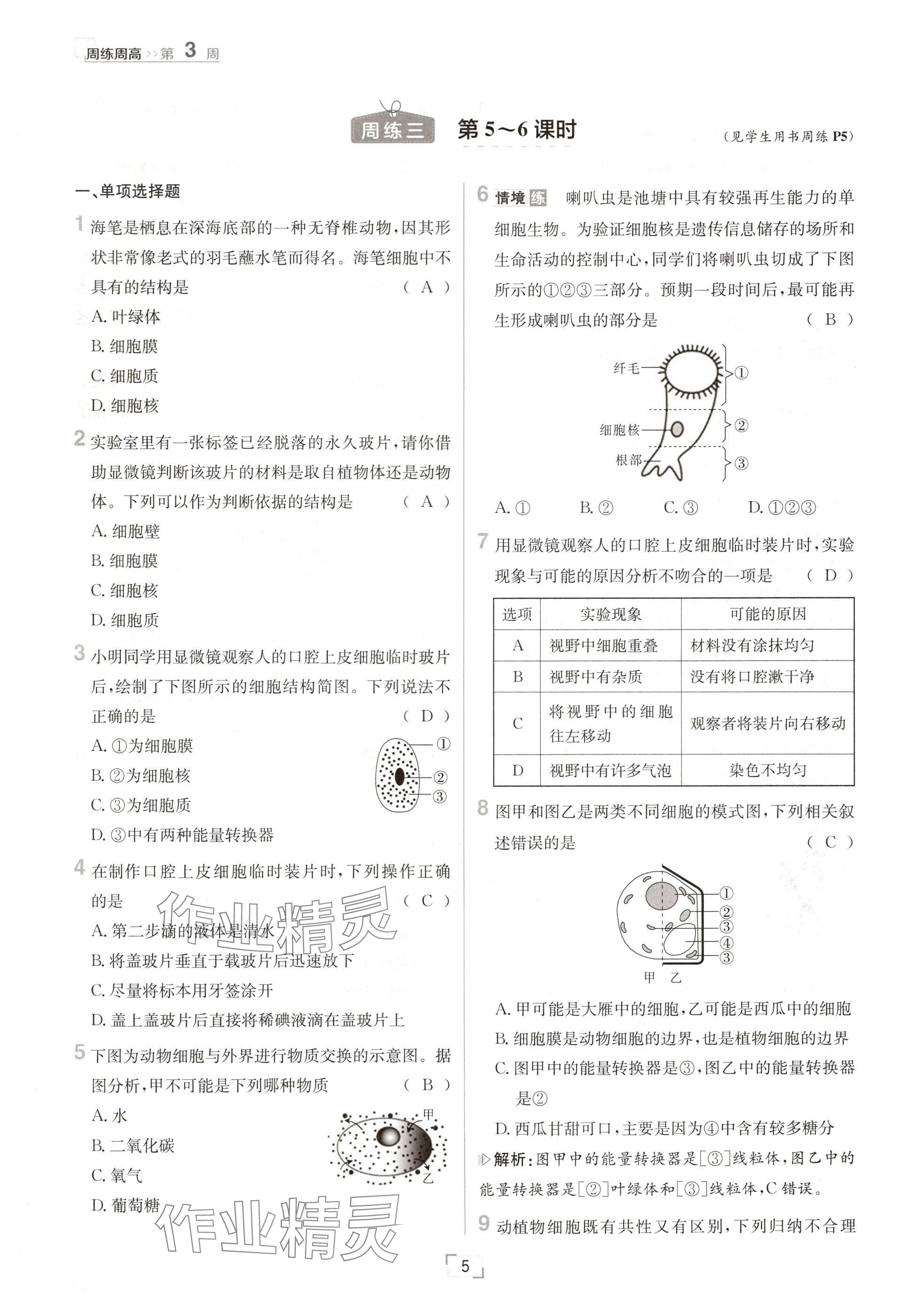 2024年日清周練七年級生物上冊人教版 參考答案第5頁