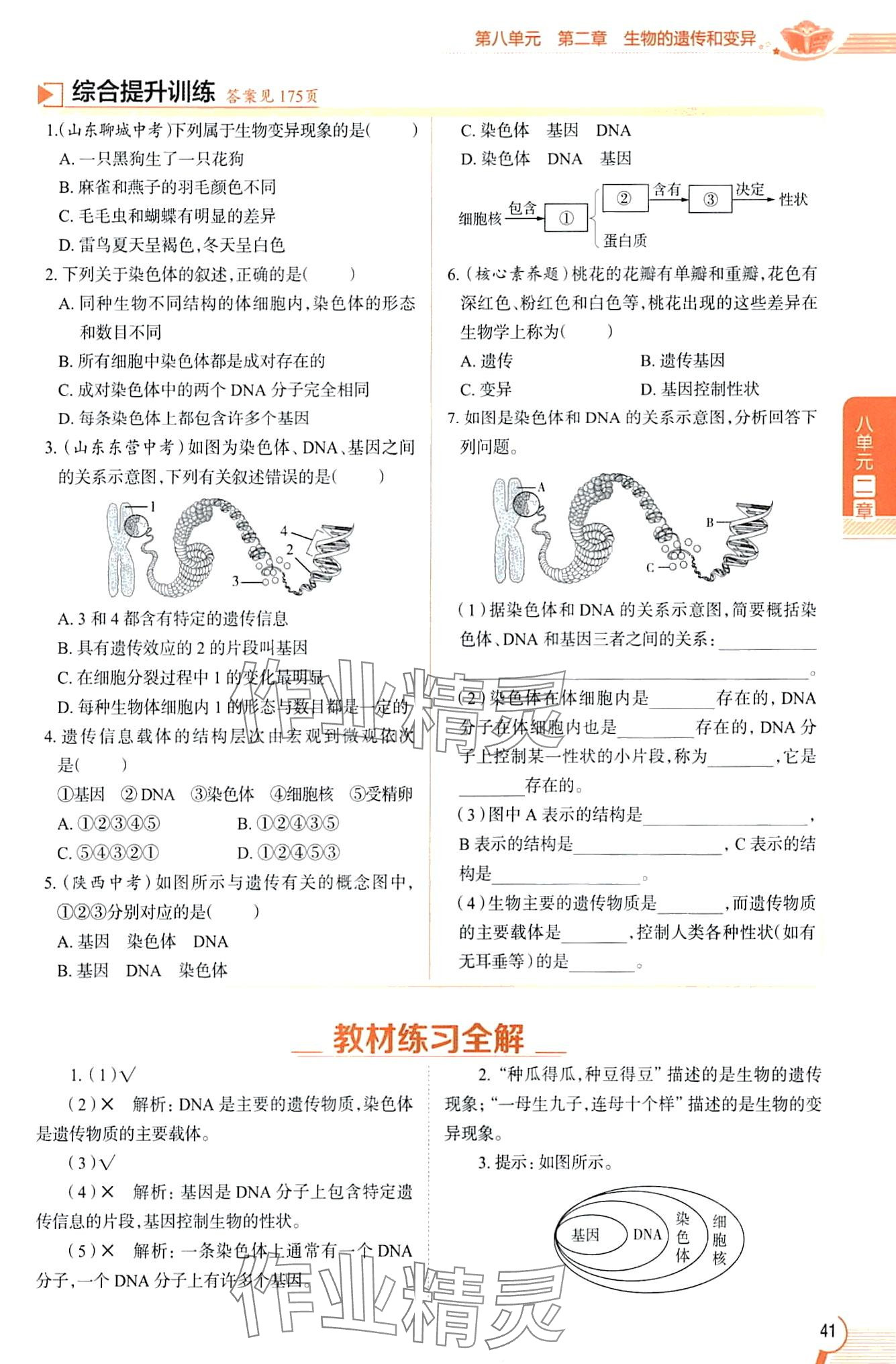 2024年教材課本八年級生物下冊魯科版五四制 第41頁