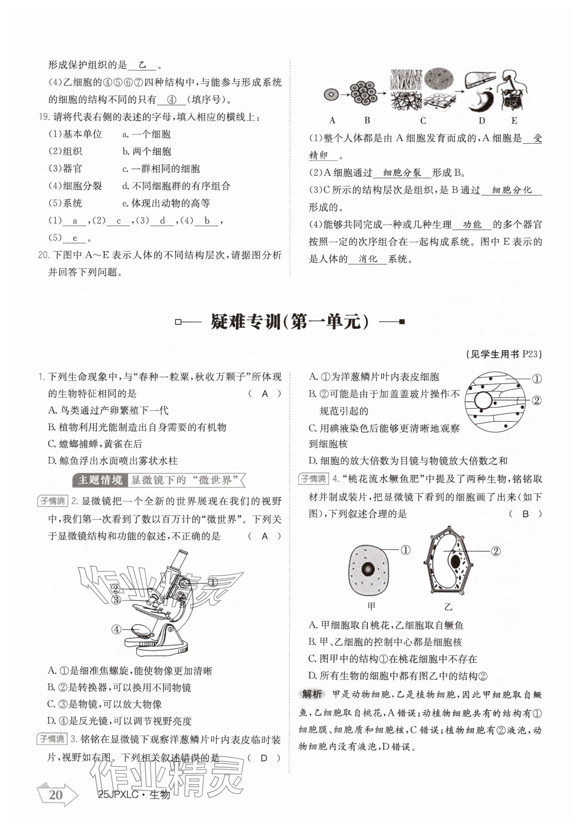 2024年金牌學練測七年級生物上冊人教版 參考答案第20頁