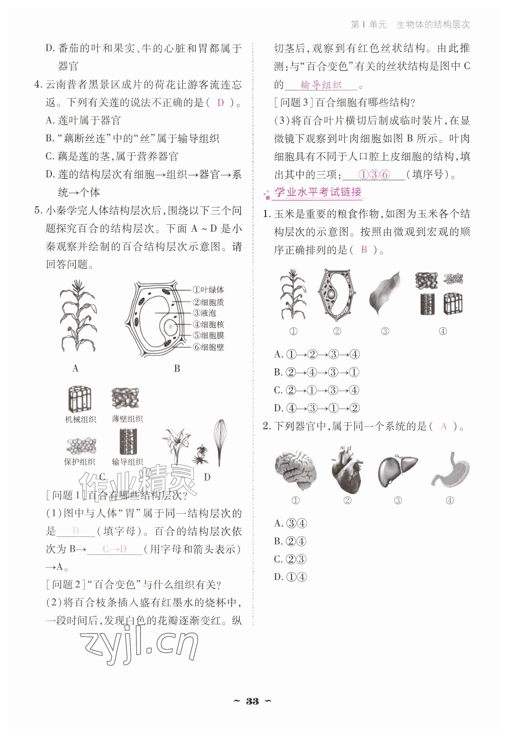 2026年云南省标准教辅优佳学案七年级历史上册人教版&nbsp;参考答案第33页