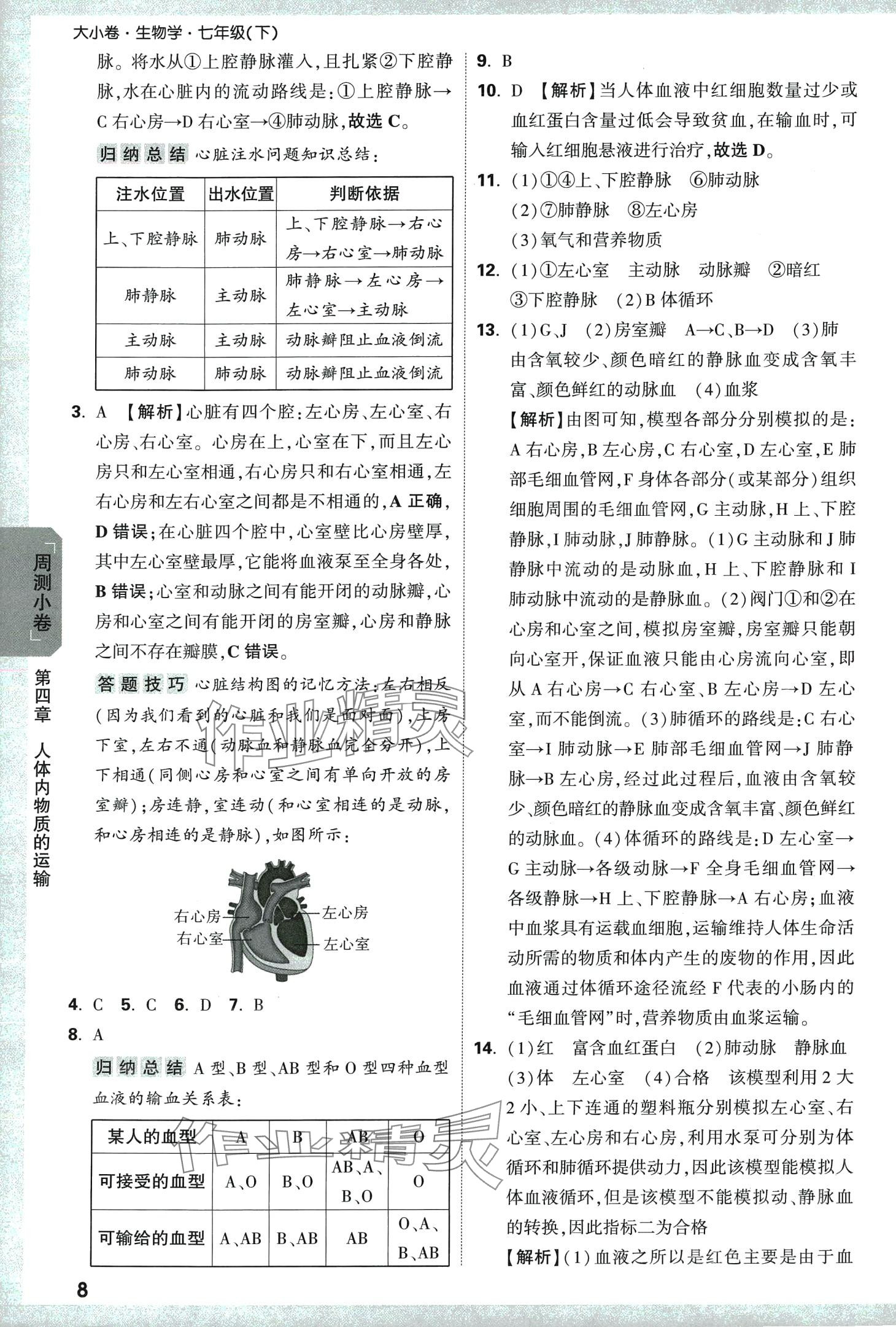 2024年万唯中考大小卷七年级生物下册 第8页