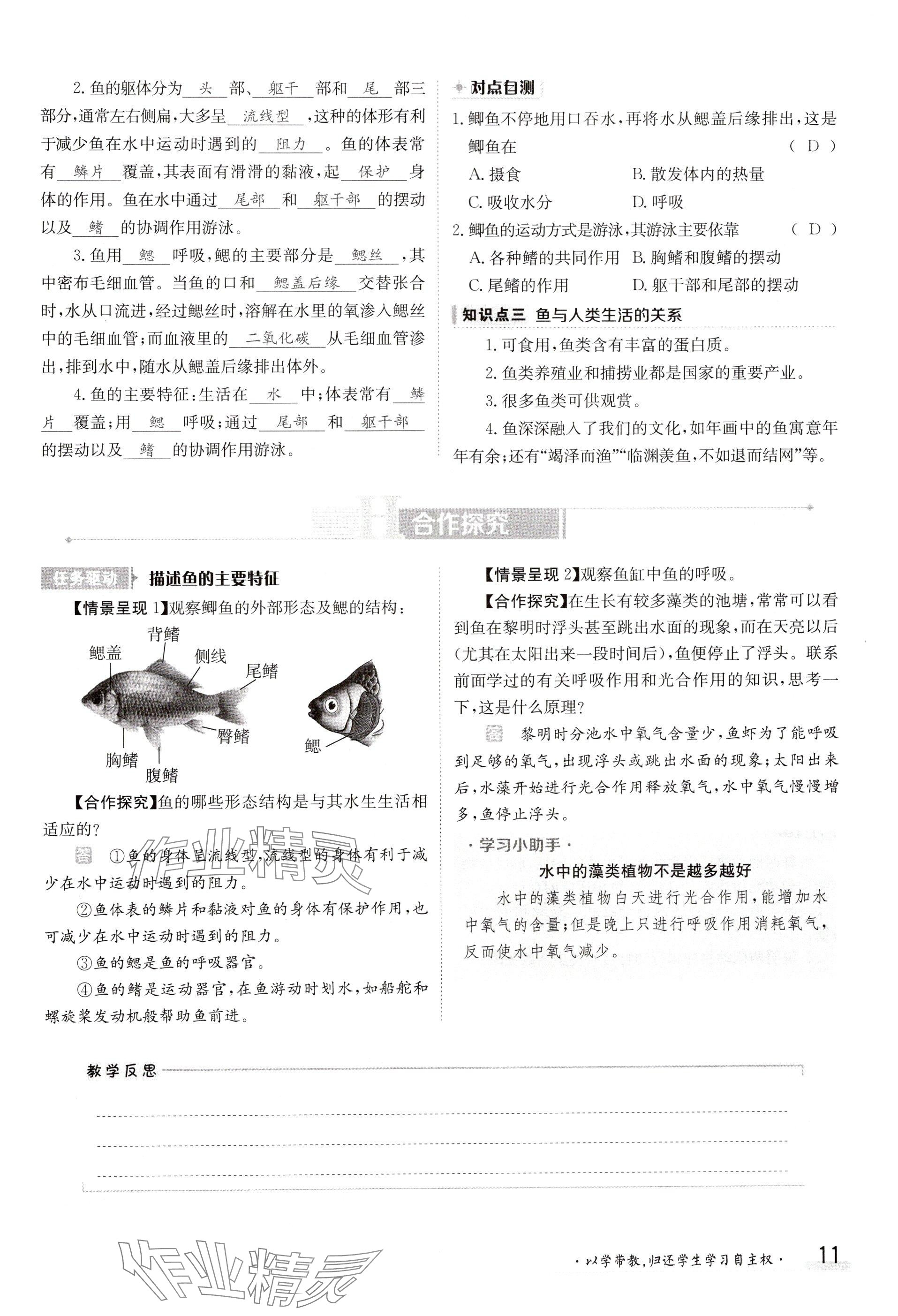 2024年金太陽導(dǎo)學(xué)案八年級生物上冊人教版 參考答案第11頁