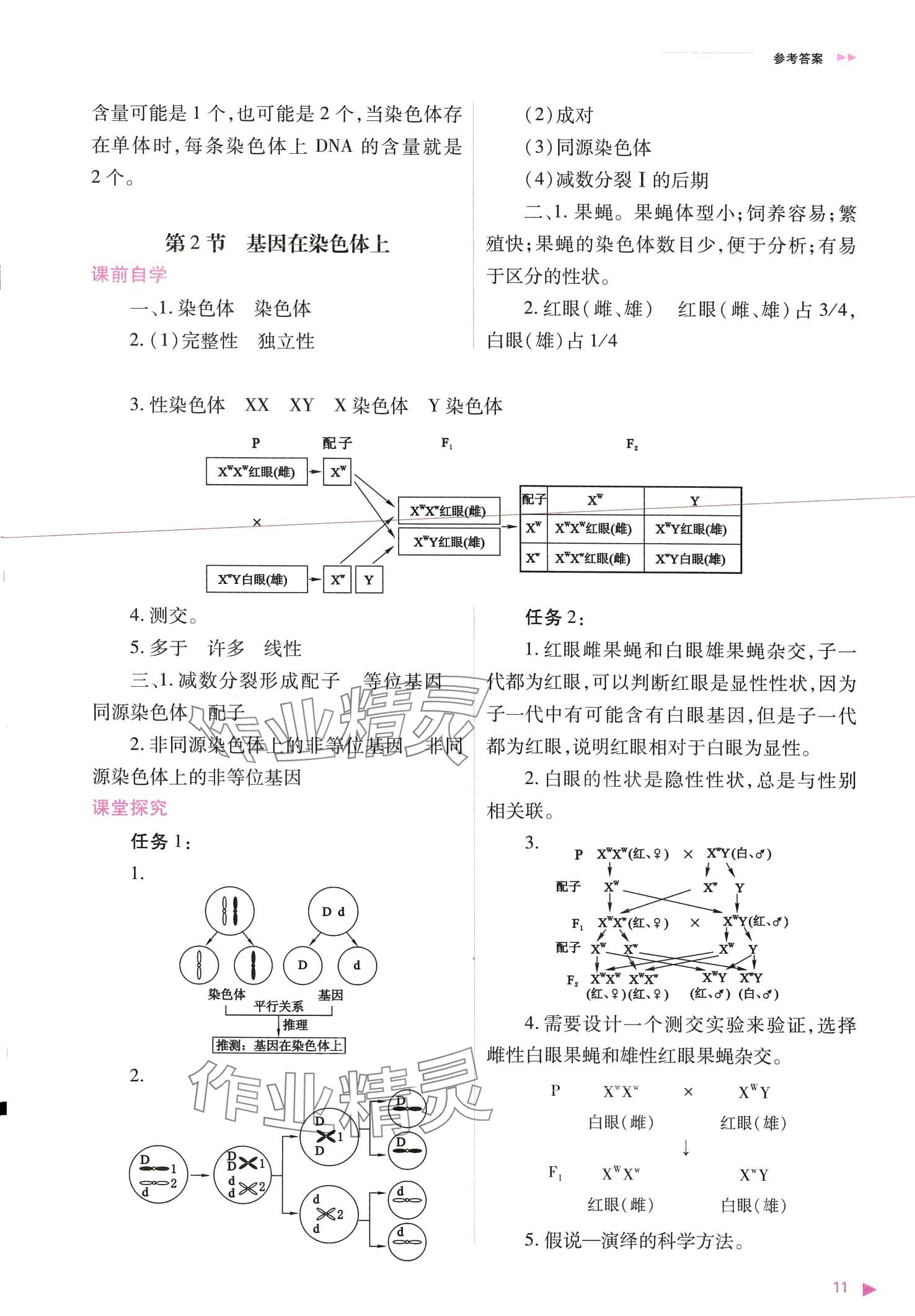 2024年普通高中新課程同步練習(xí)冊(cè)高中生物必修2人教版 第11頁(yè)