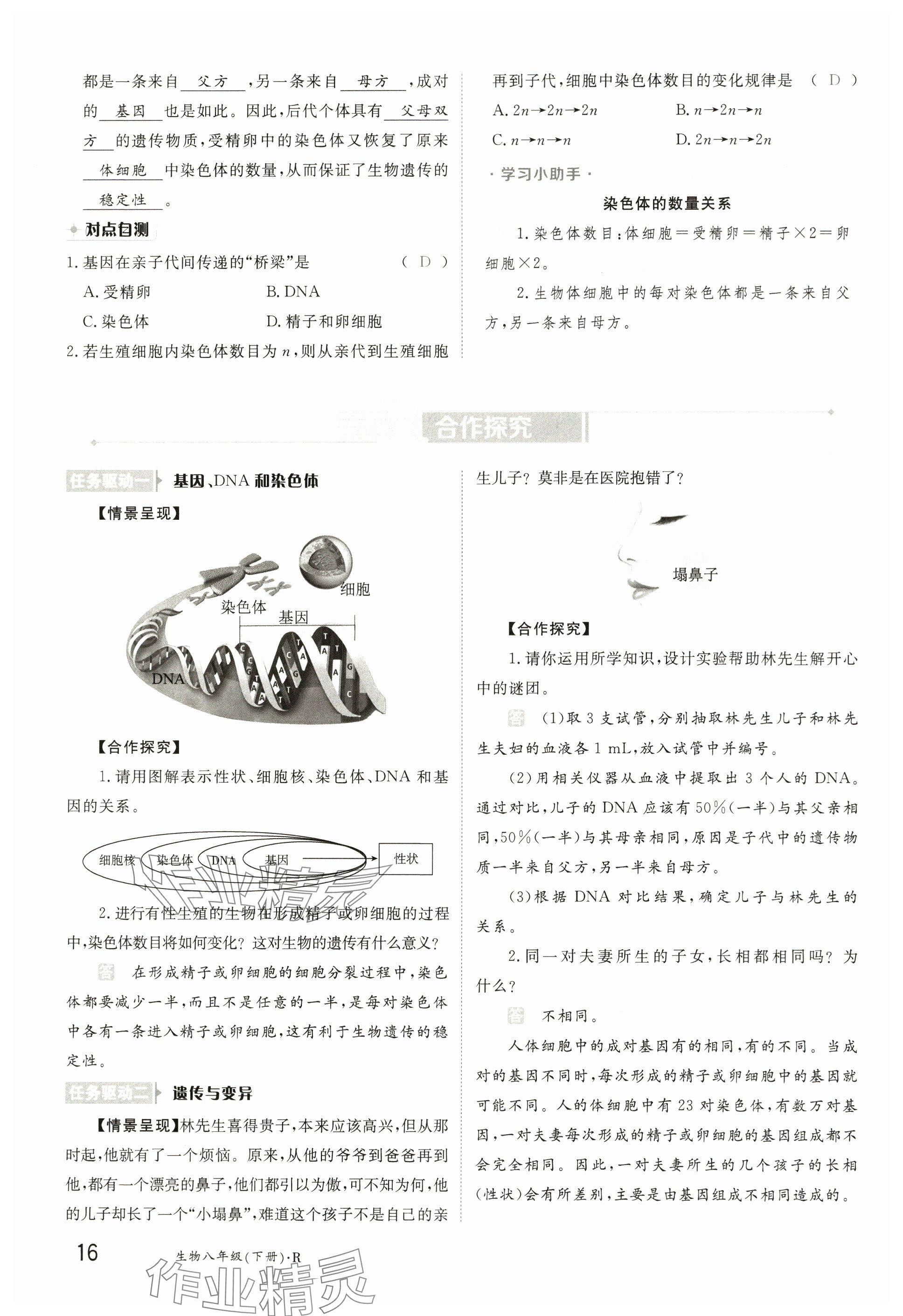 2025年金太陽導學案八年級生物下冊人教版 參考答案第16頁