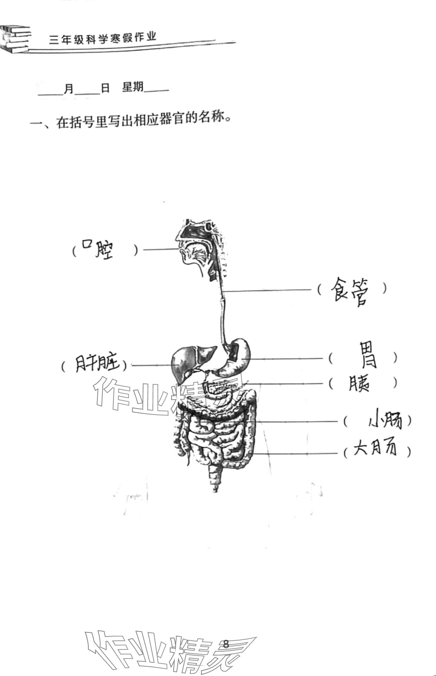 2024年寒假作业长江少年儿童出版社三年级科学人教版 第8页