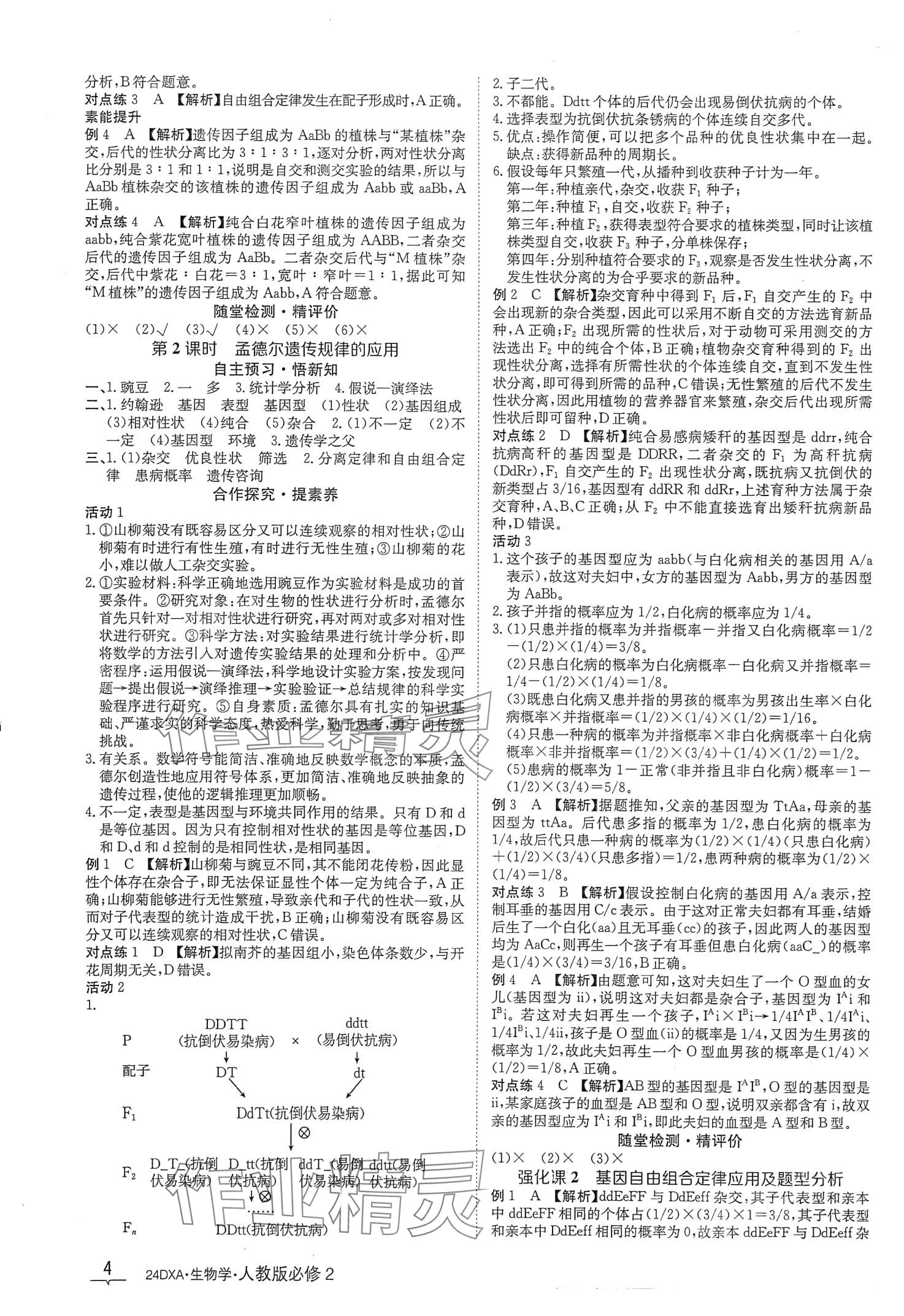 2024年金太陽導學案高中生物必修2人教版新教材 第4頁