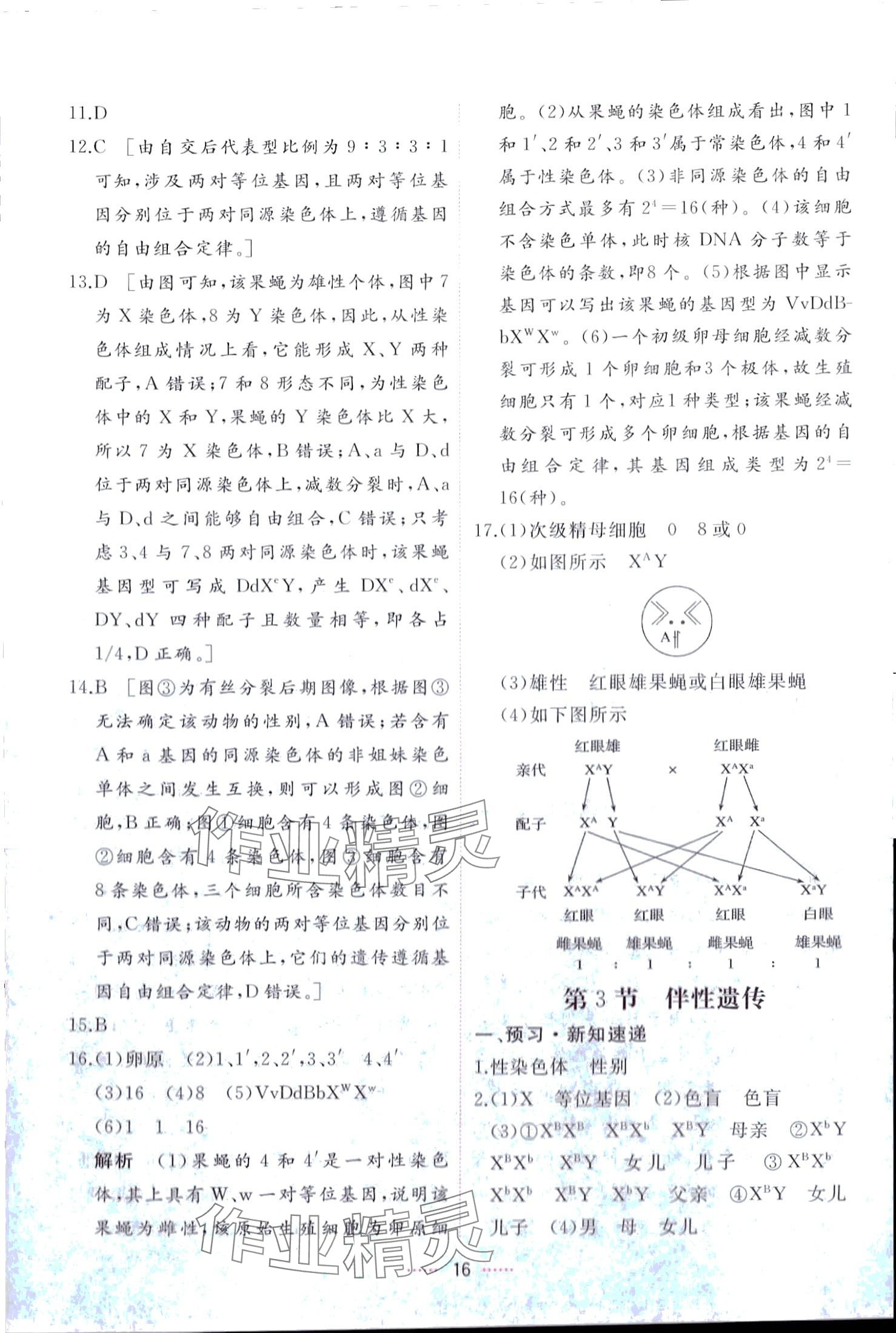 2024年三维随堂精练高中生物必修2人教版 第16页