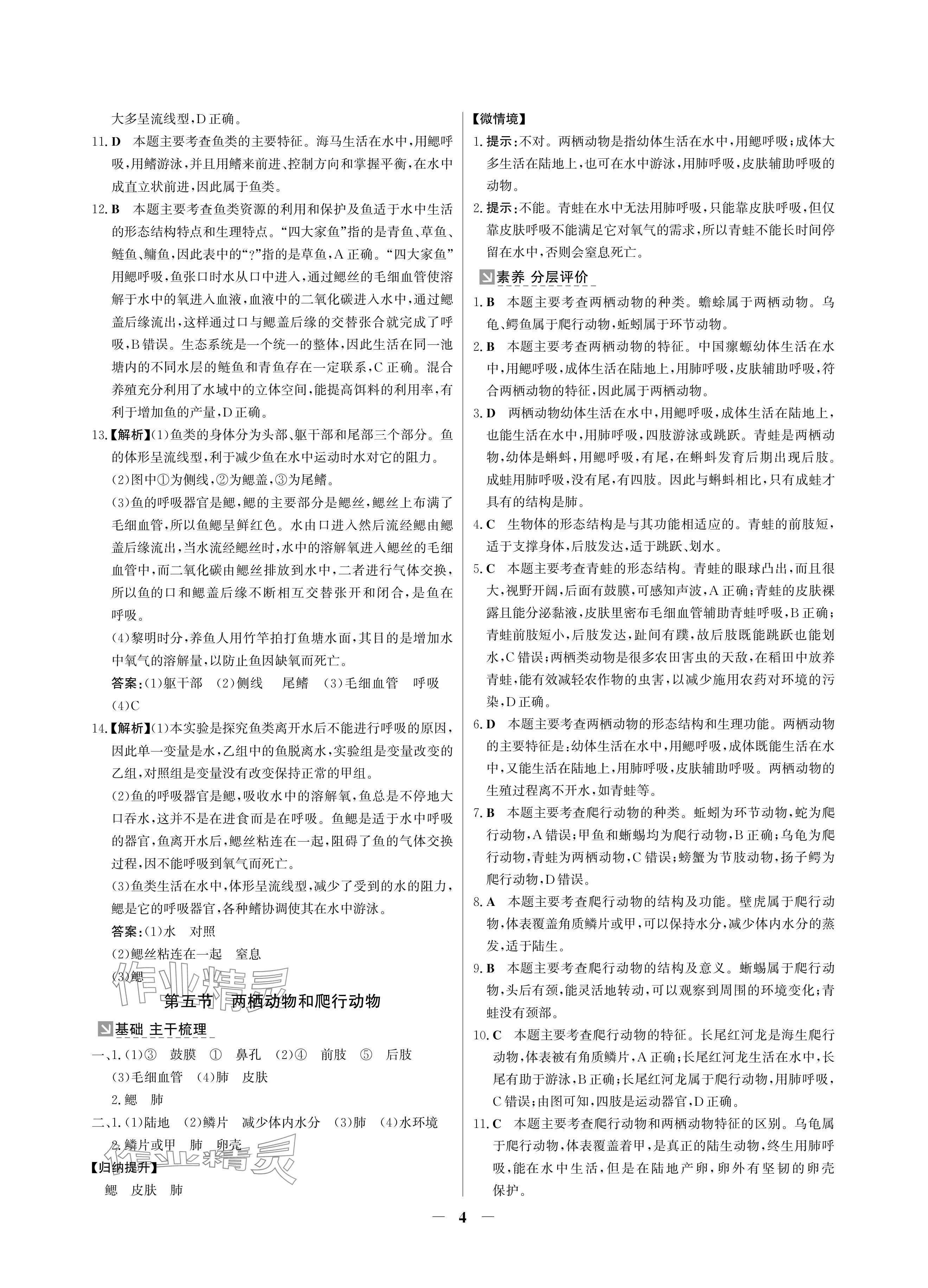 2024年南方新課堂金牌學(xué)案八年級(jí)生物上冊(cè)人教版深圳專版 參考答案第4頁