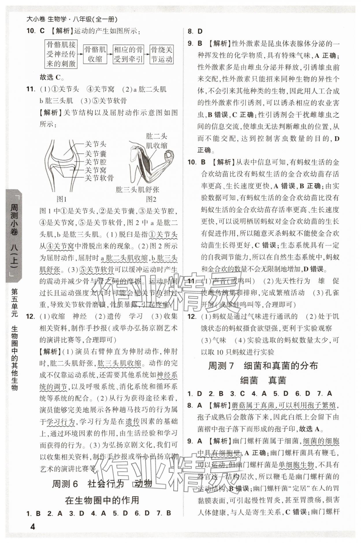 2024年萬唯中考大小卷生物中考 參考答案第4頁