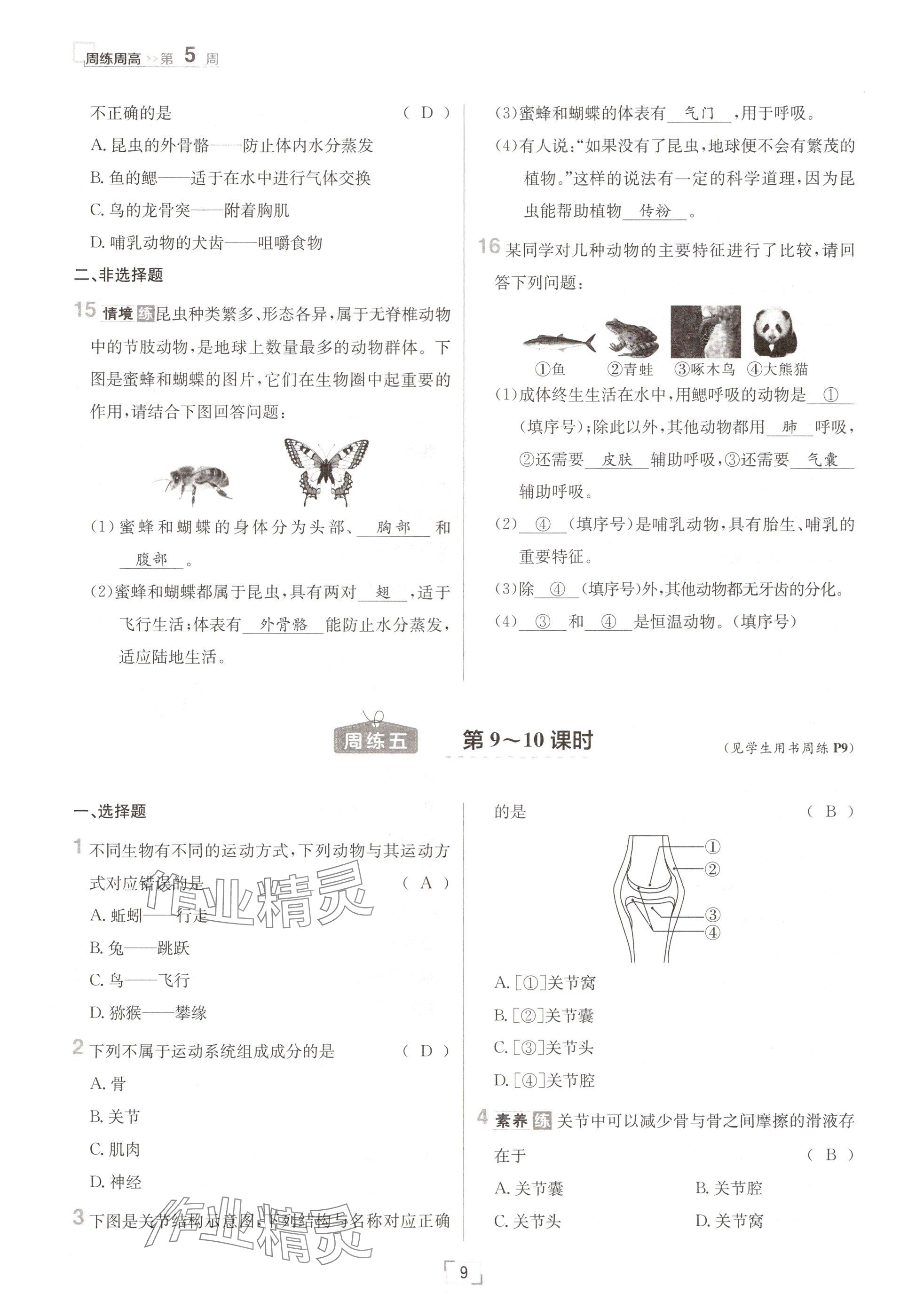 2024年日清周練八年級(jí)生物上冊(cè)人教版 參考答案第9頁(yè)