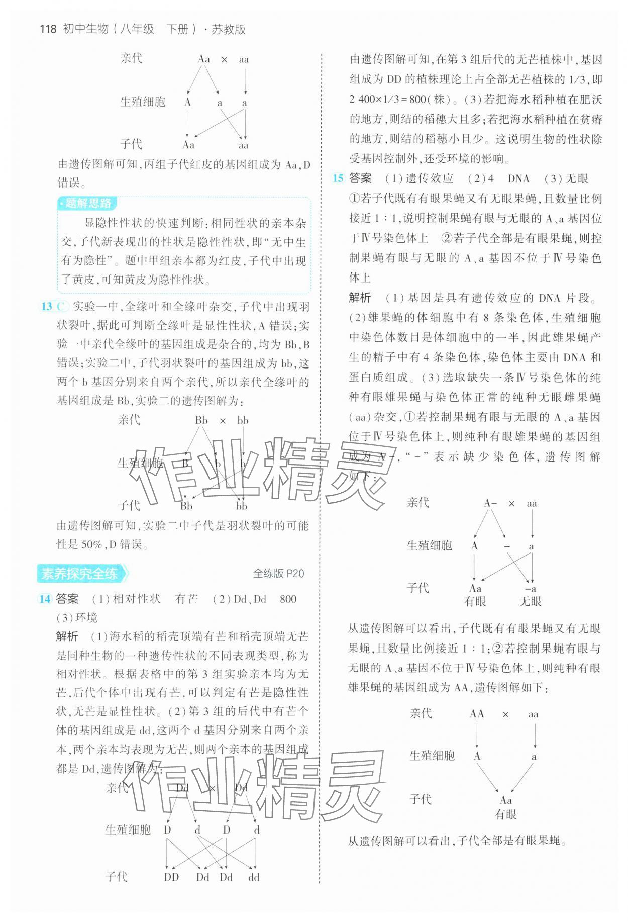 2025年5年中考3年模擬八年級生物下冊蘇教版 第8頁