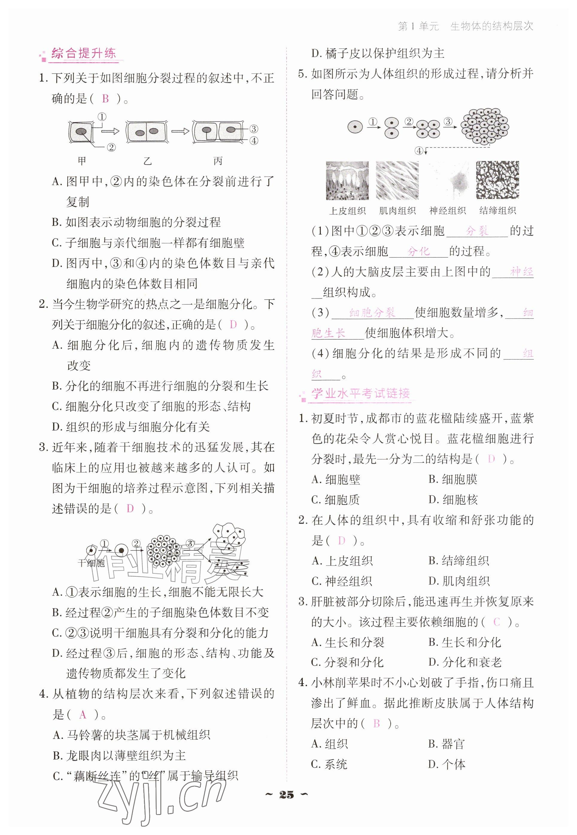 2026年云南省标准教辅优佳学案七年级历史上册人教版&nbsp;参考答案第25页