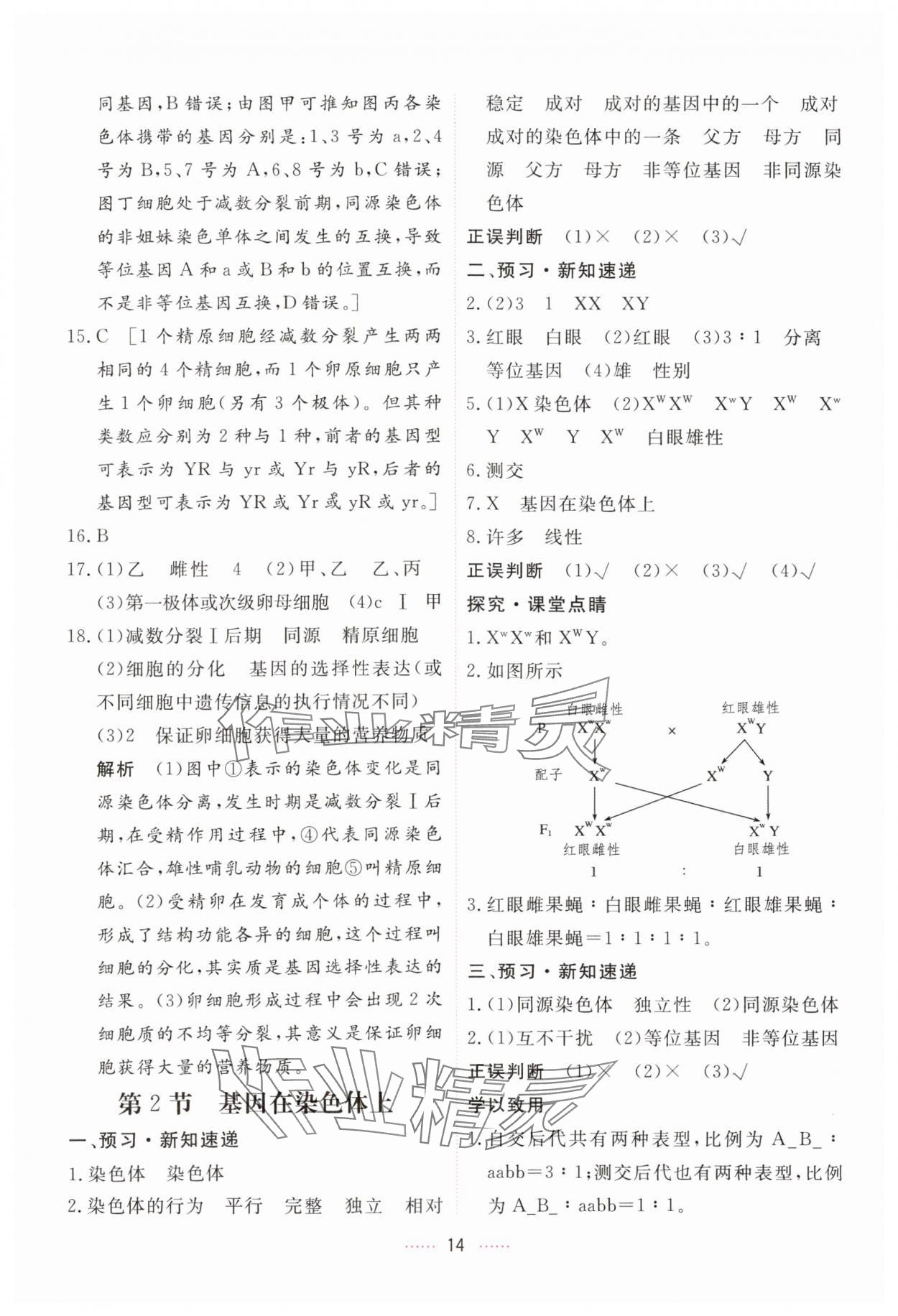 2024年三維隨堂精練高中生物必修2人教版 第14頁