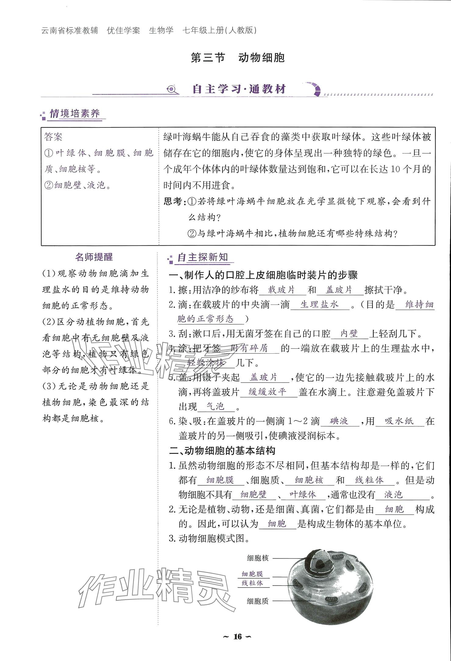 2024云南省標(biāo)準(zhǔn)教輔優(yōu)佳學(xué)案七年級(jí)生物上冊 參考答案第16頁